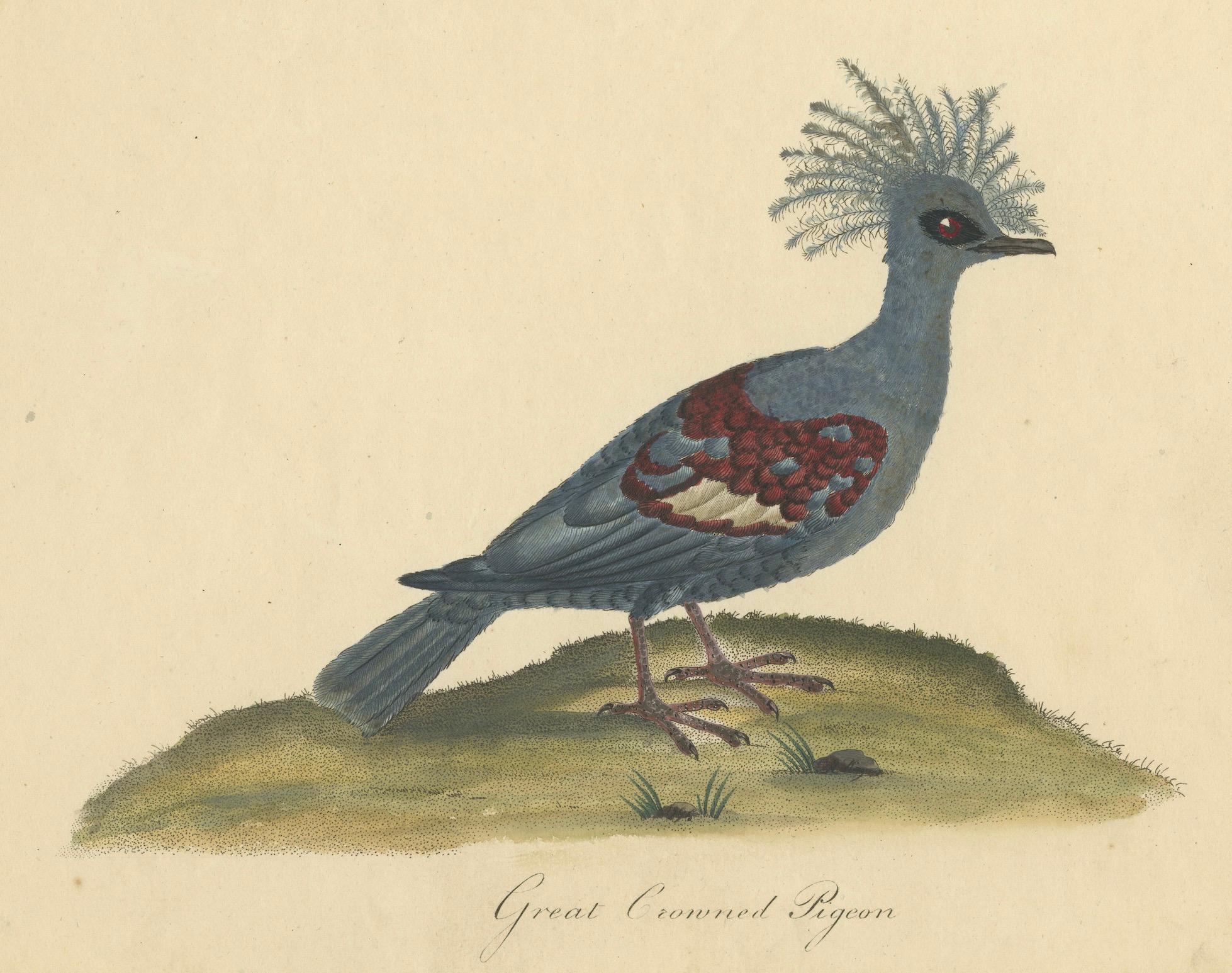Engraved Patina Rich Engraving of an Antique Hand-Colored Great Crowned Pigeon, 1794 For Sale