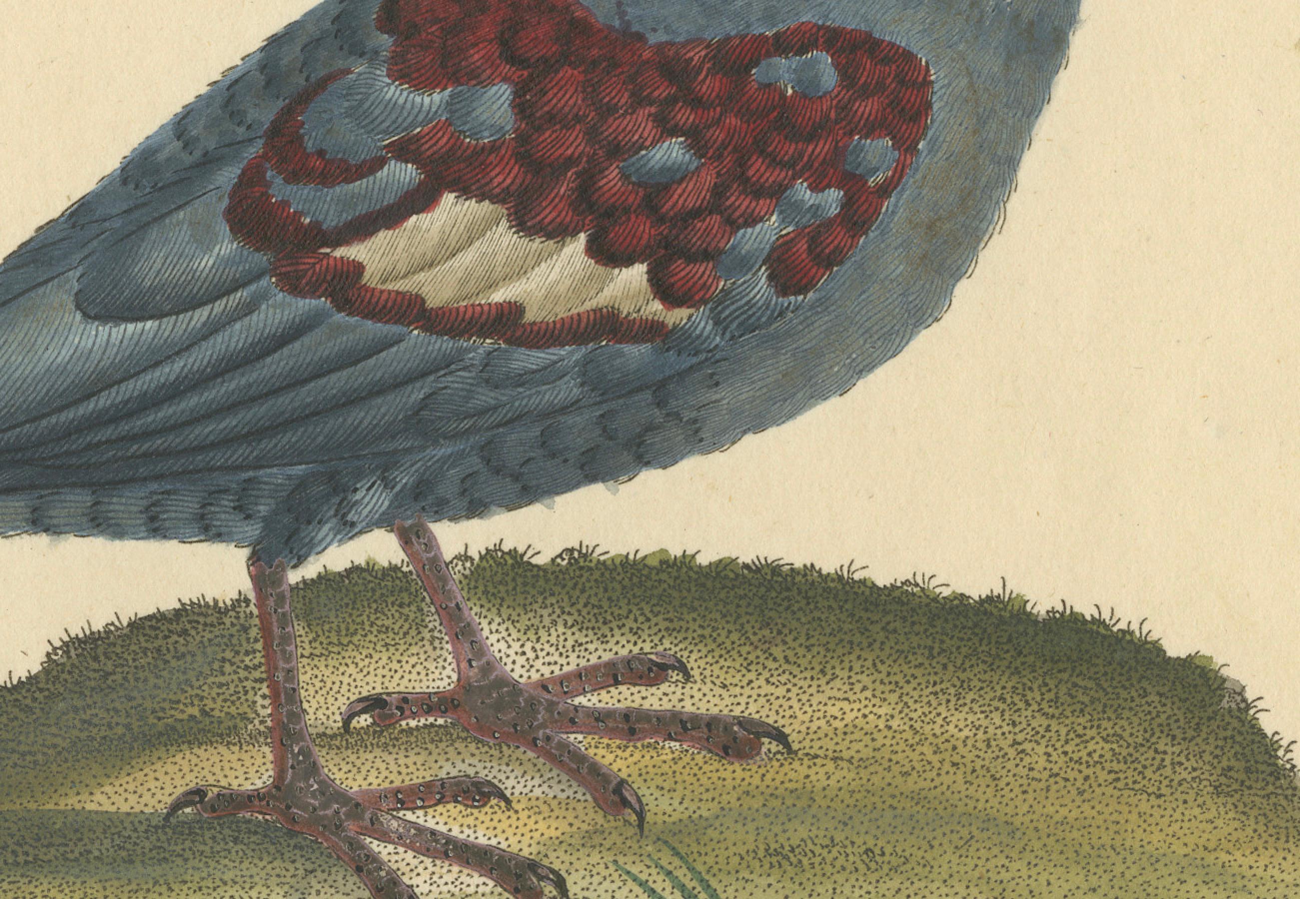 Patina Rich Engraving of an Antique Hand-Colored Great Crowned Pigeon, 1794 In Good Condition For Sale In Langweer, NL