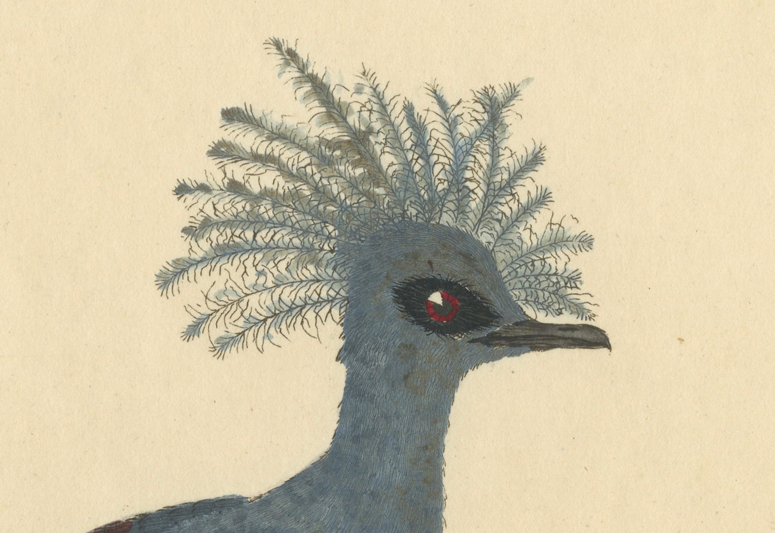 Late 18th Century Patina Rich Engraving of an Antique Hand-Colored Great Crowned Pigeon, 1794 For Sale