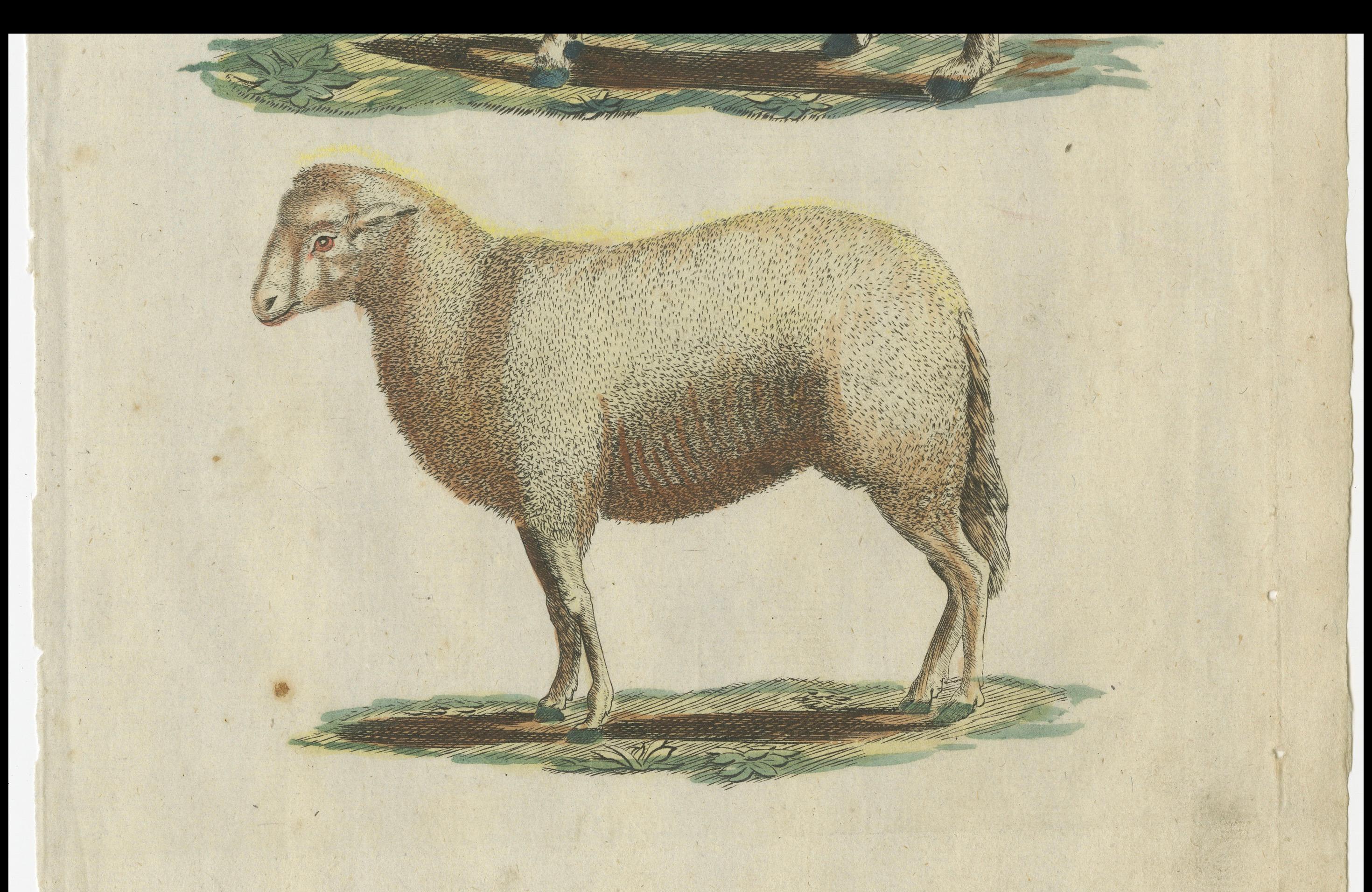 Original antique print of a sheep and ram. This engraved print originates from a very rare unknown Dutch work. The plates are similar to the plates in the famous German work: ‘Bilderbuch fur Kinder' by F.J. Bertuch, published 1790-1830 in Weimar.