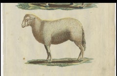 Patina Rich Hand Colored Antique Print of a Sheep and Ram, circa 1820