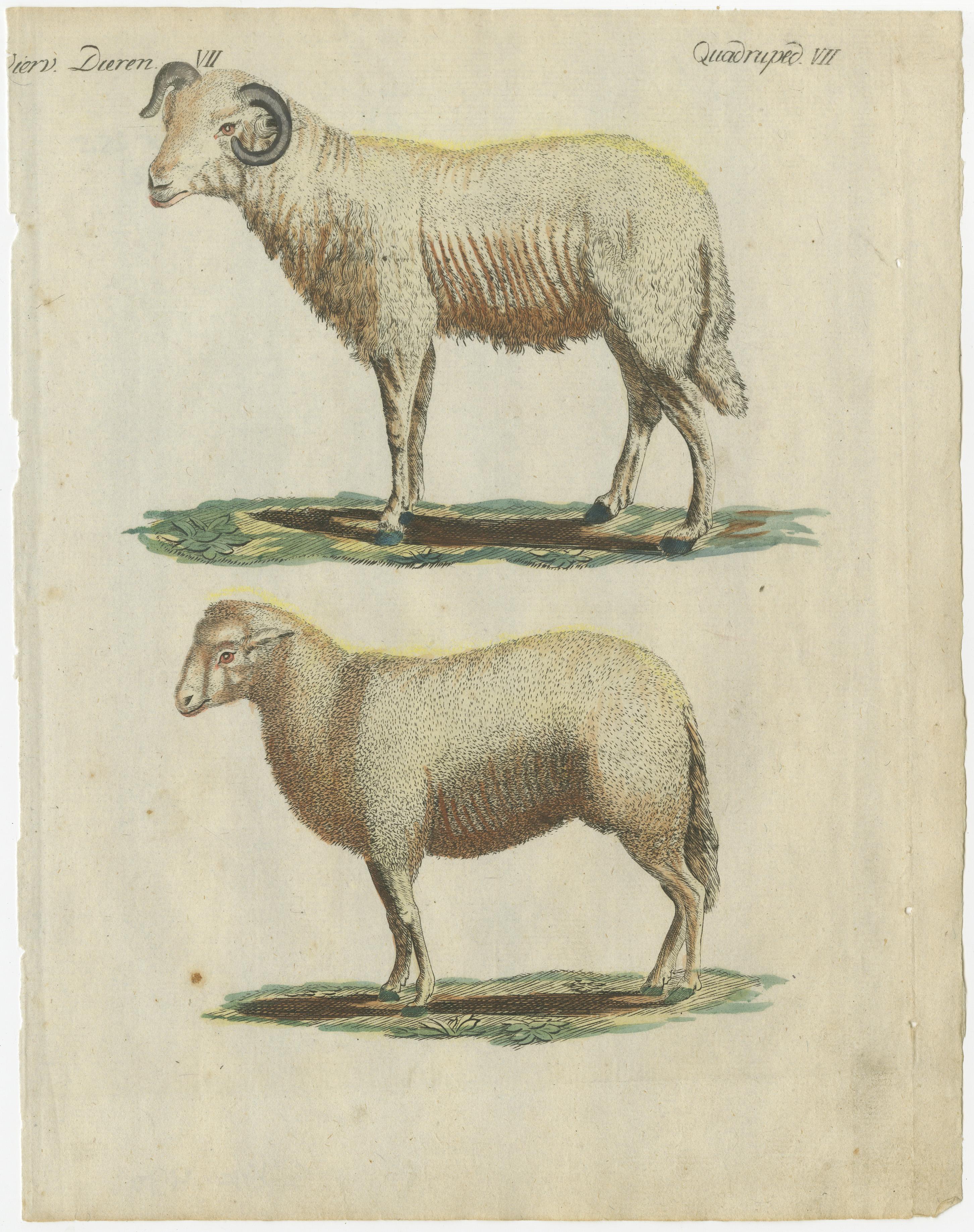 Patina Rich Hand Colored Antique Print of a Sheep and Ram, circa 1820 In Good Condition For Sale In Langweer, NL