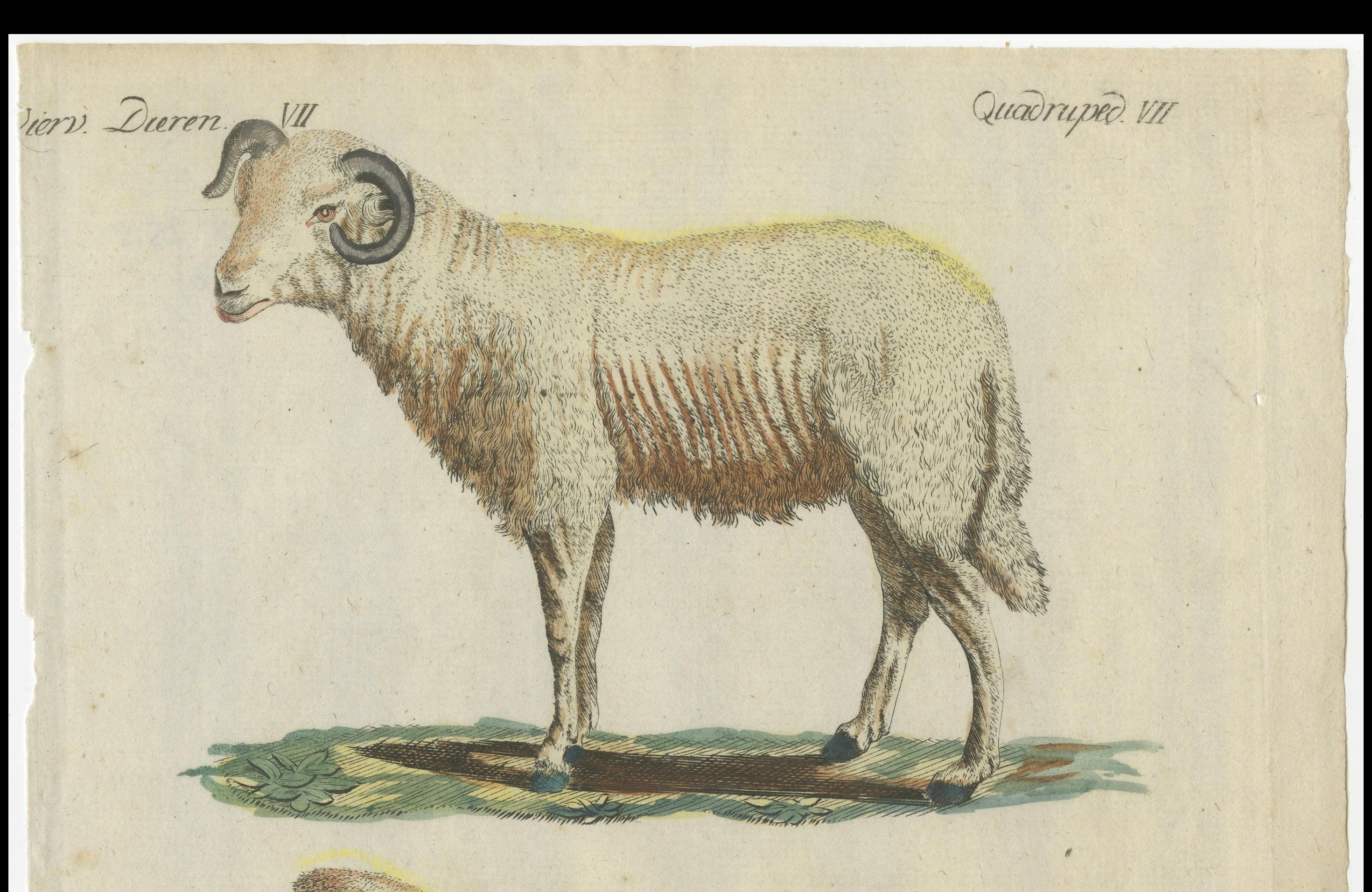 19th Century Patina Rich Hand Colored Antique Print of a Sheep and Ram, circa 1820 For Sale