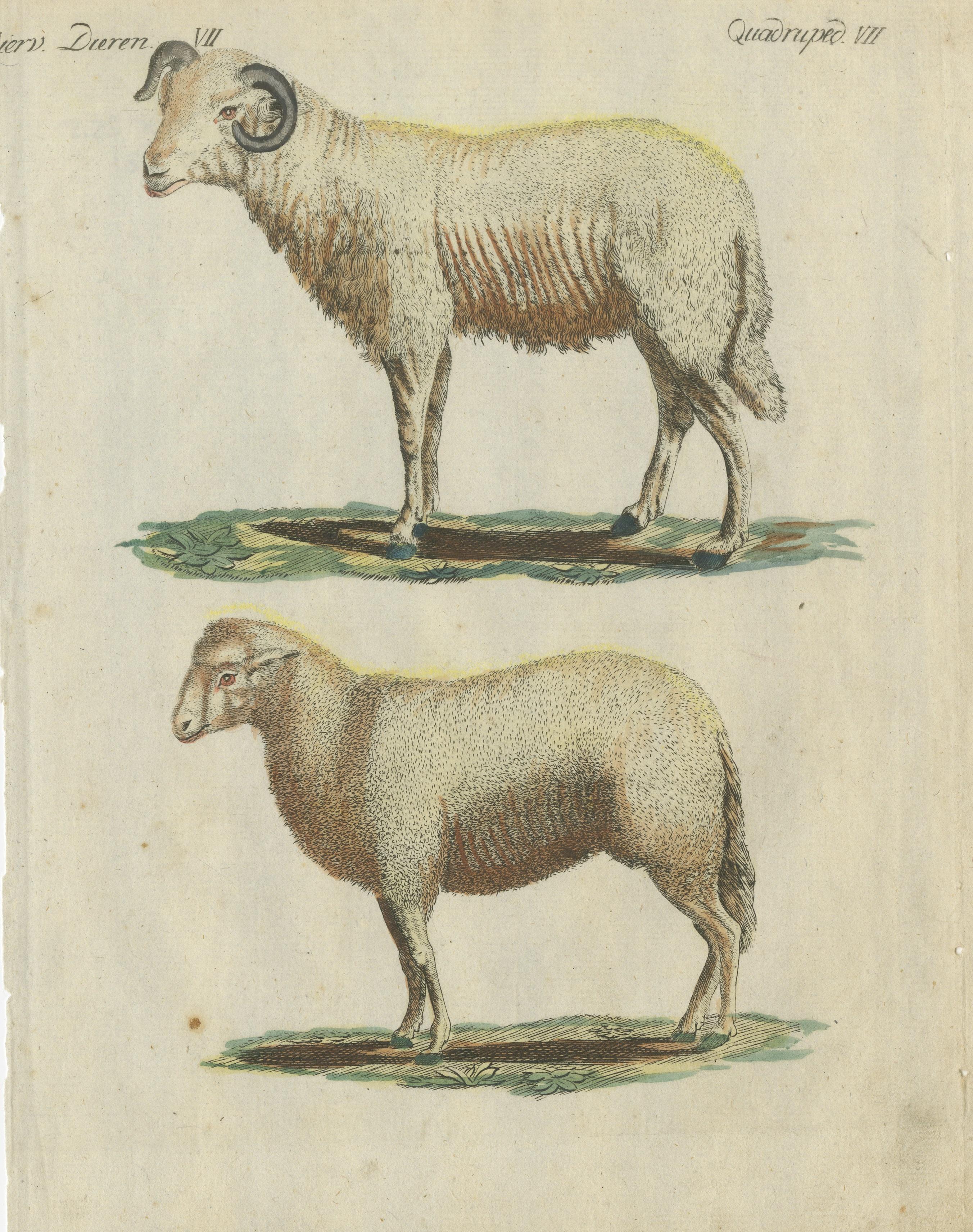 Paper Patina Rich Hand Colored Antique Print of a Sheep and Ram, circa 1820 For Sale