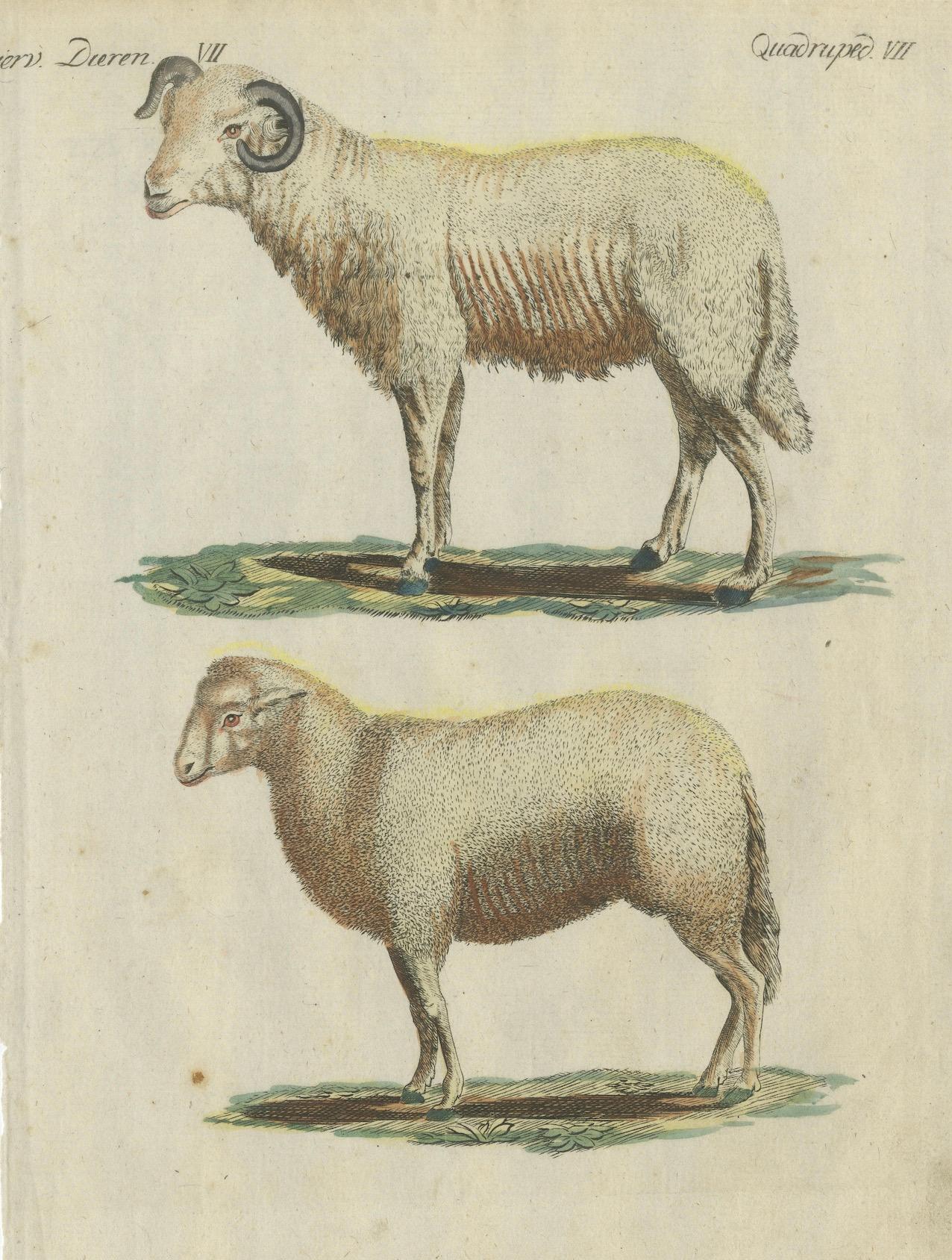 Patina Rich Hand Colored Antique Print of a Sheep and Ram, circa 1820 For Sale 1