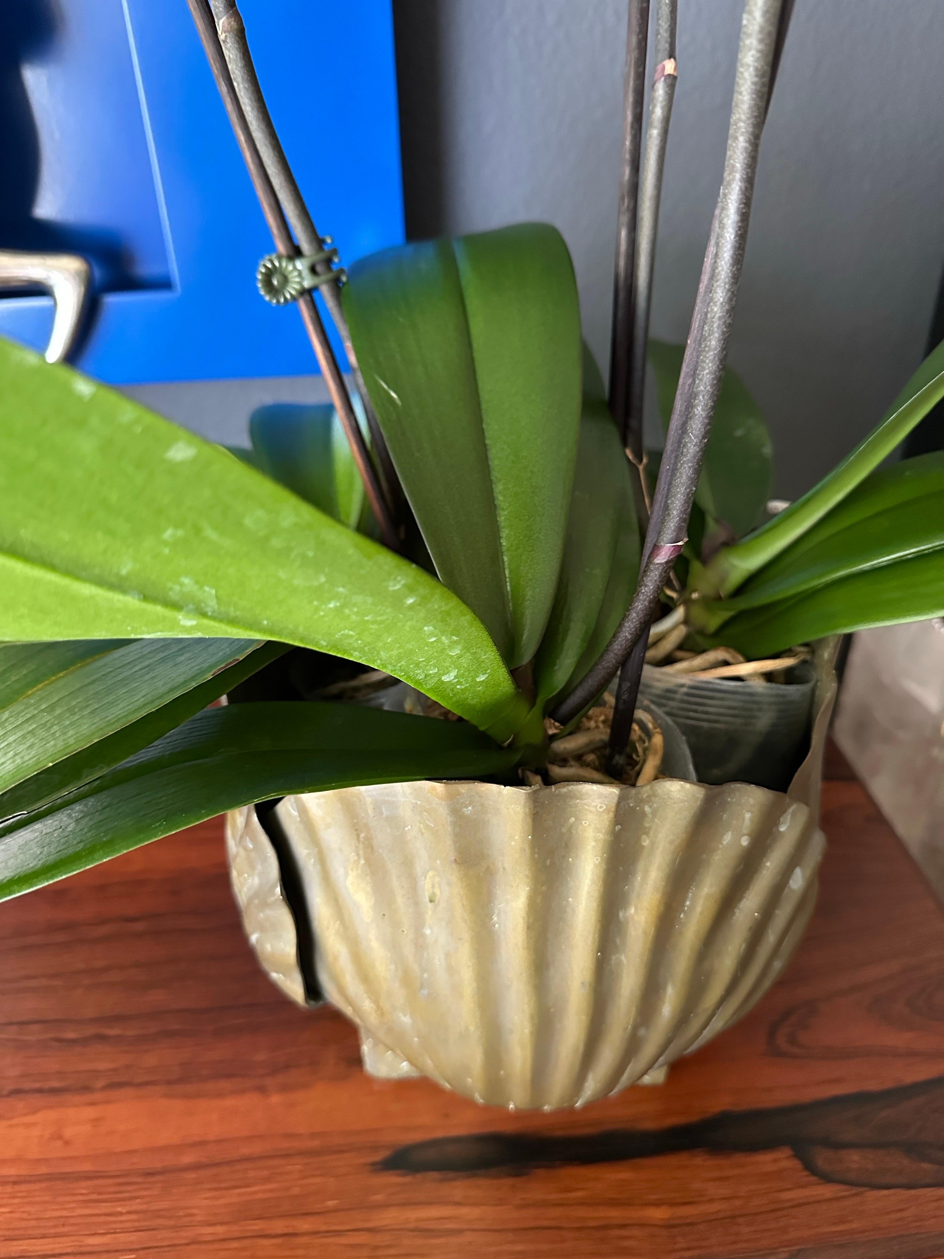 Patinated Brass Sea Shell Planter 6