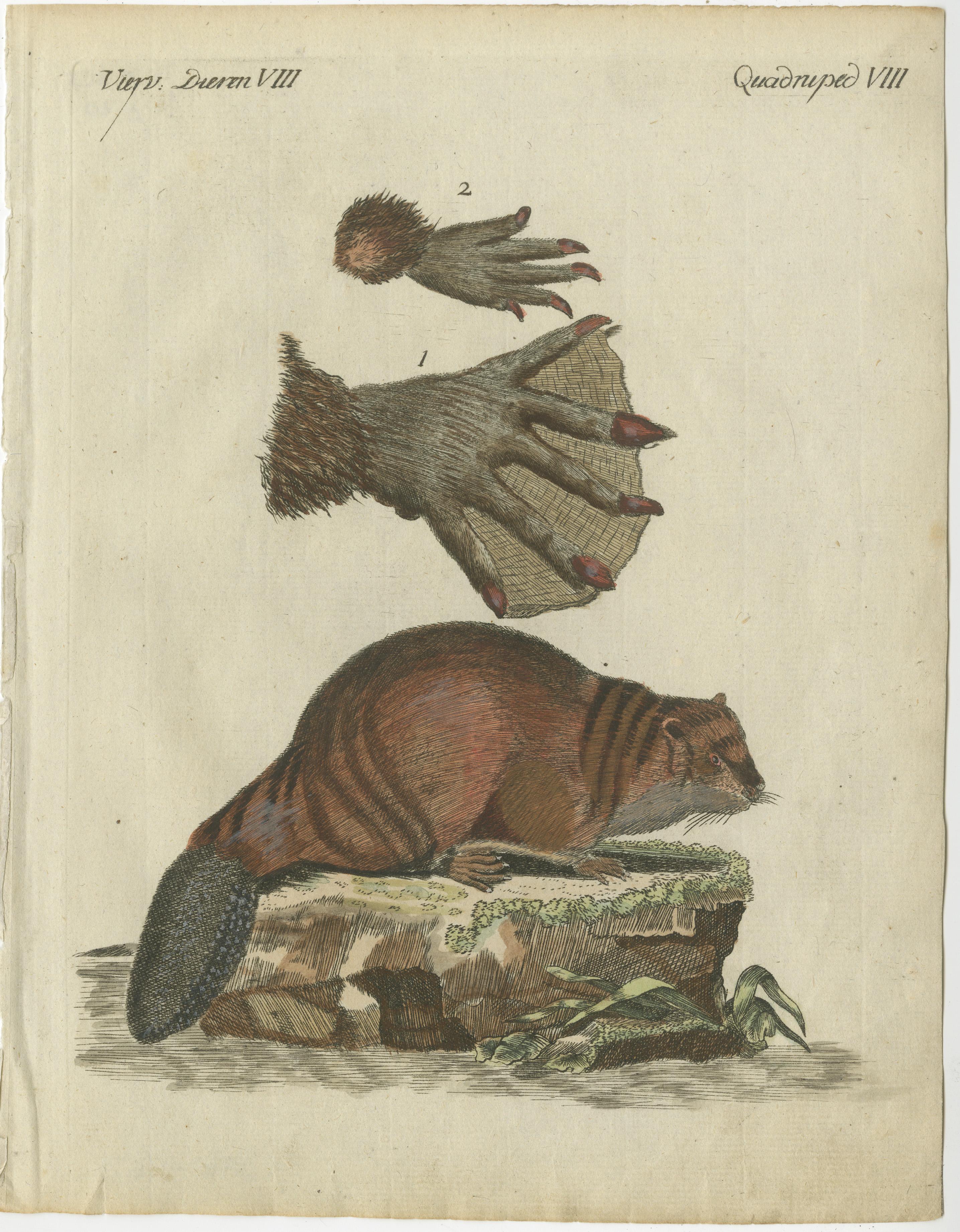 Original antique print of a beaver. This engraved print originates from a very rare unknown Dutch work. The plates are similar to the plates in the famous German work: ‘Bilderbuch fur Kinder' by F.J. Bertuch, published 1790-1830 in Weimar. This