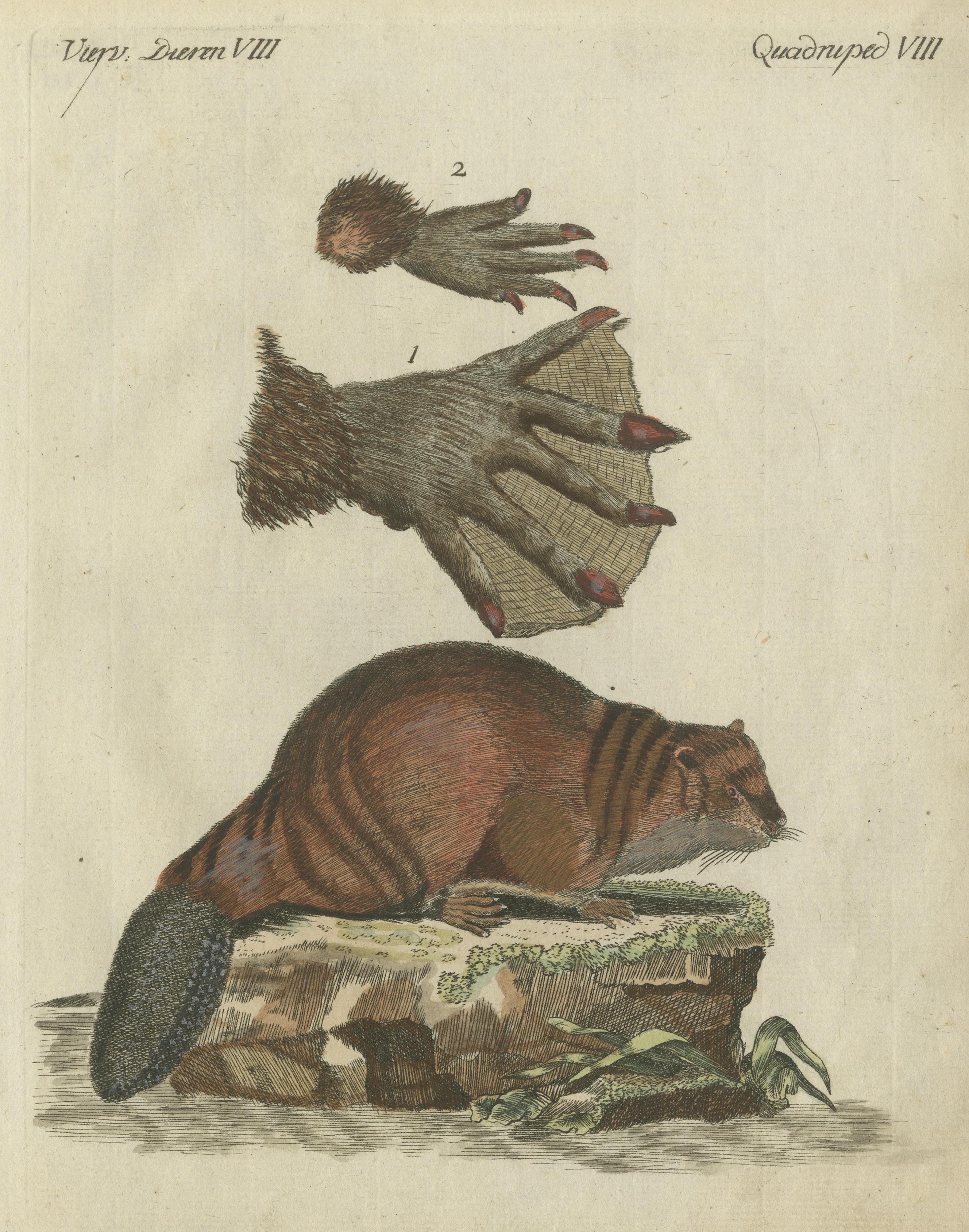 Engraved Patinca Rich Hand Colored Antique Print of a Beaver, Pubished in circa 1820 For Sale