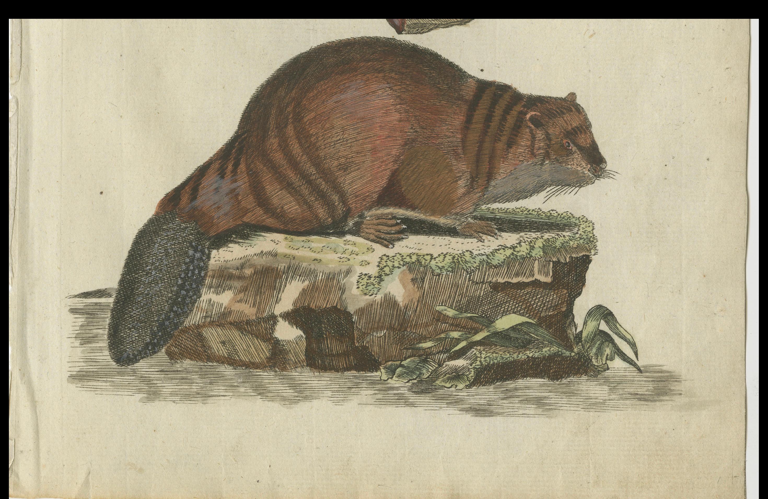 Paper Patinca Rich Hand Colored Antique Print of a Beaver, Pubished in circa 1820 For Sale