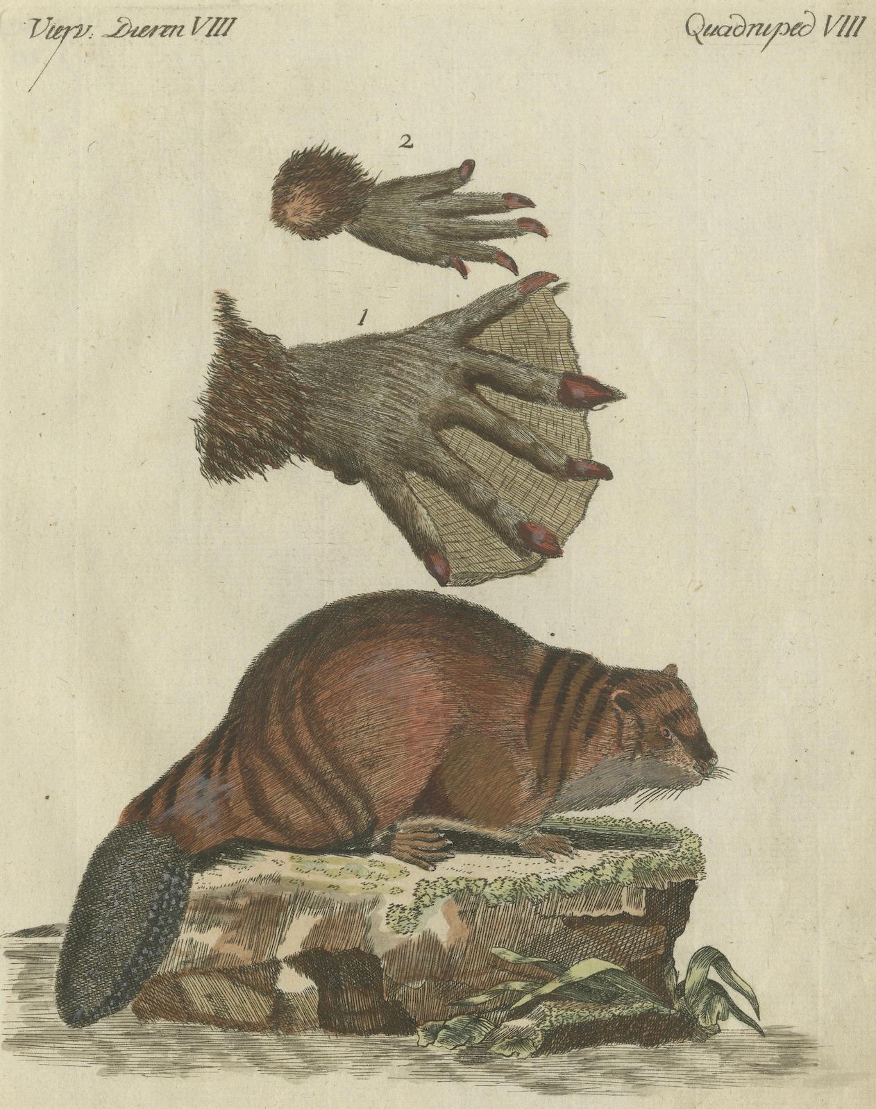 Patinca Rich Hand Colored Antique Print of a Beaver, Pubished in circa 1820 For Sale 3
