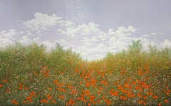 Abondance de Coquelicots
