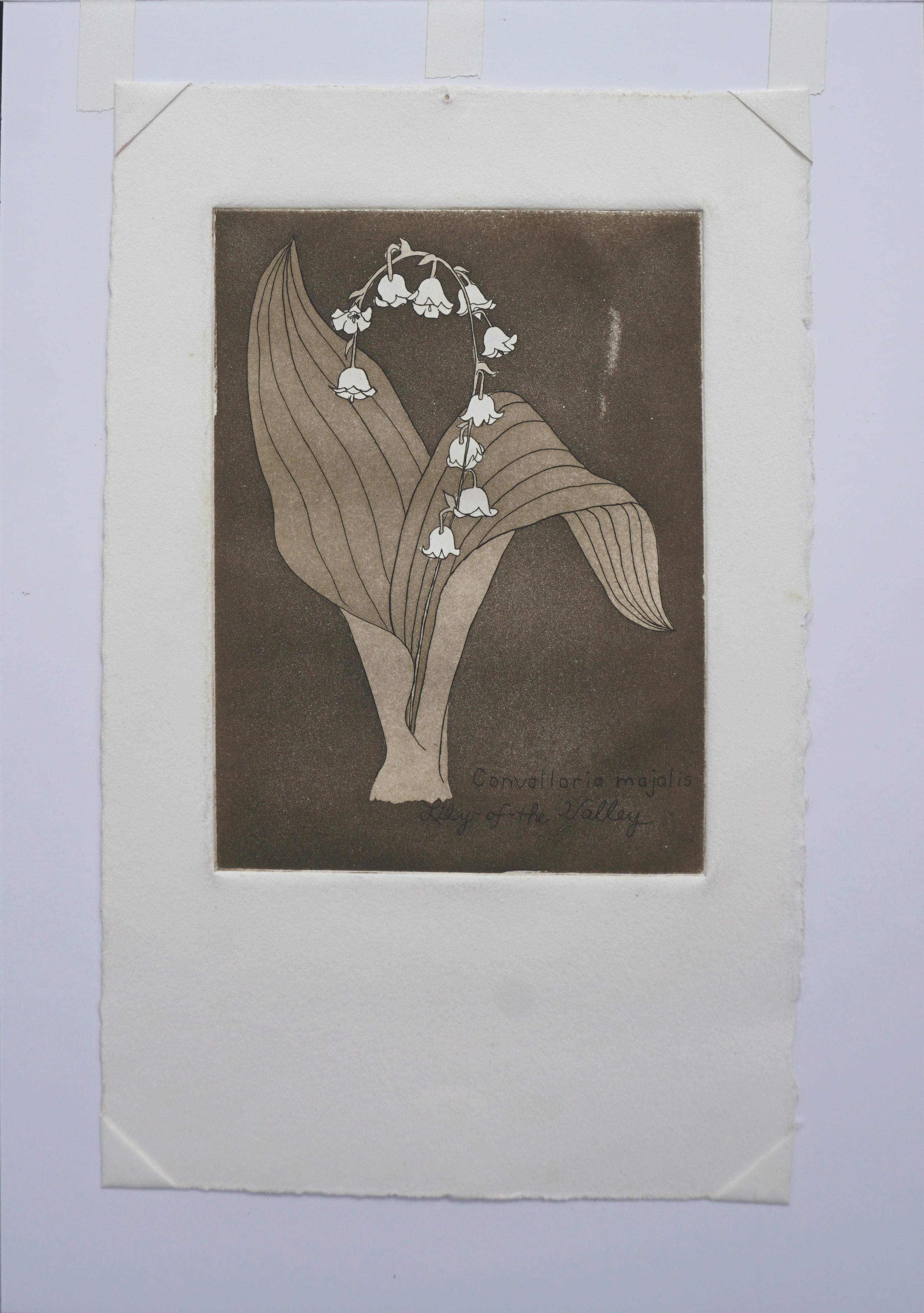 botanical illustration lily of the valley