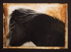 Poney indigène de Dartmoor "Lord Byron