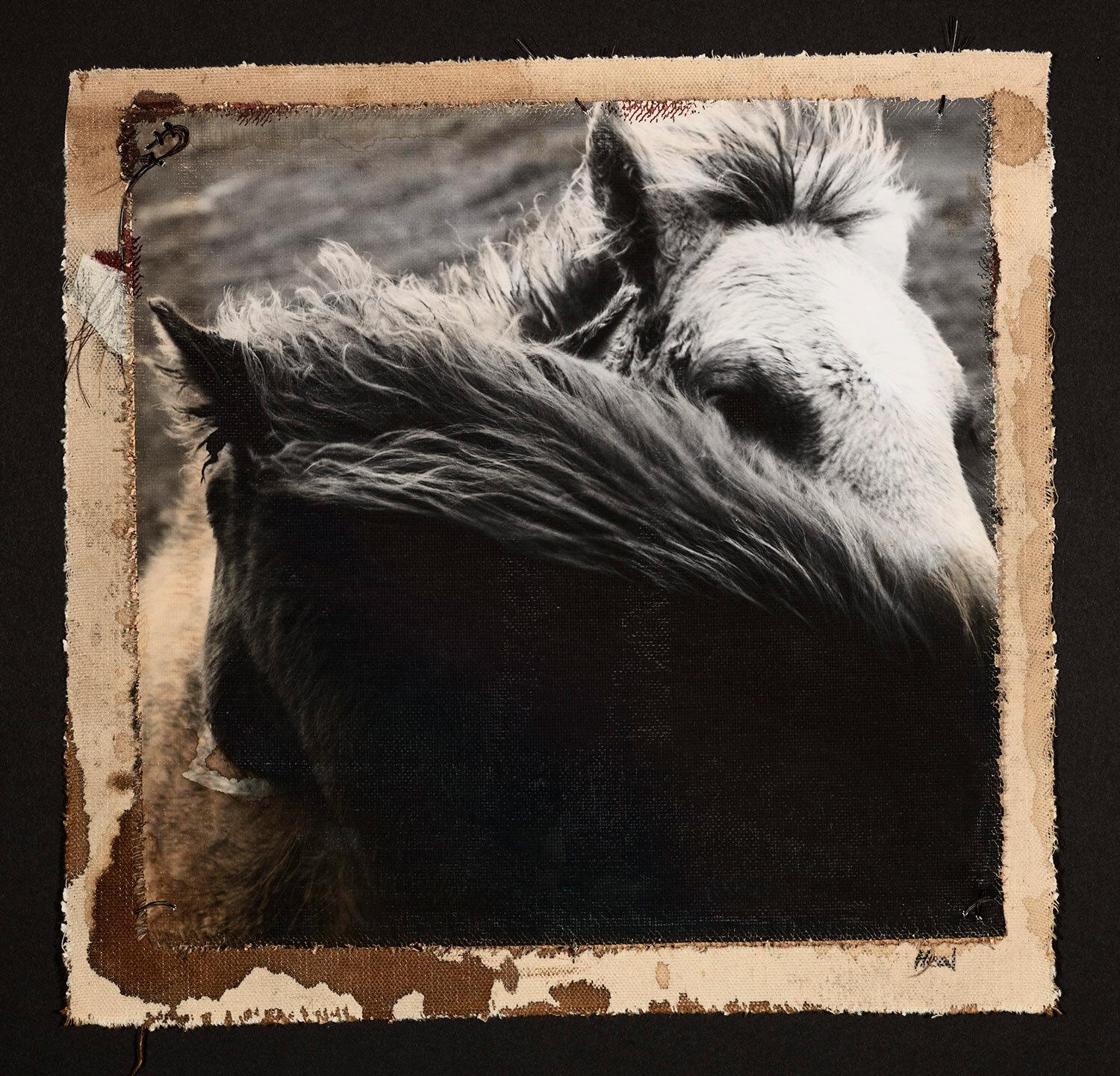 Animal Photography