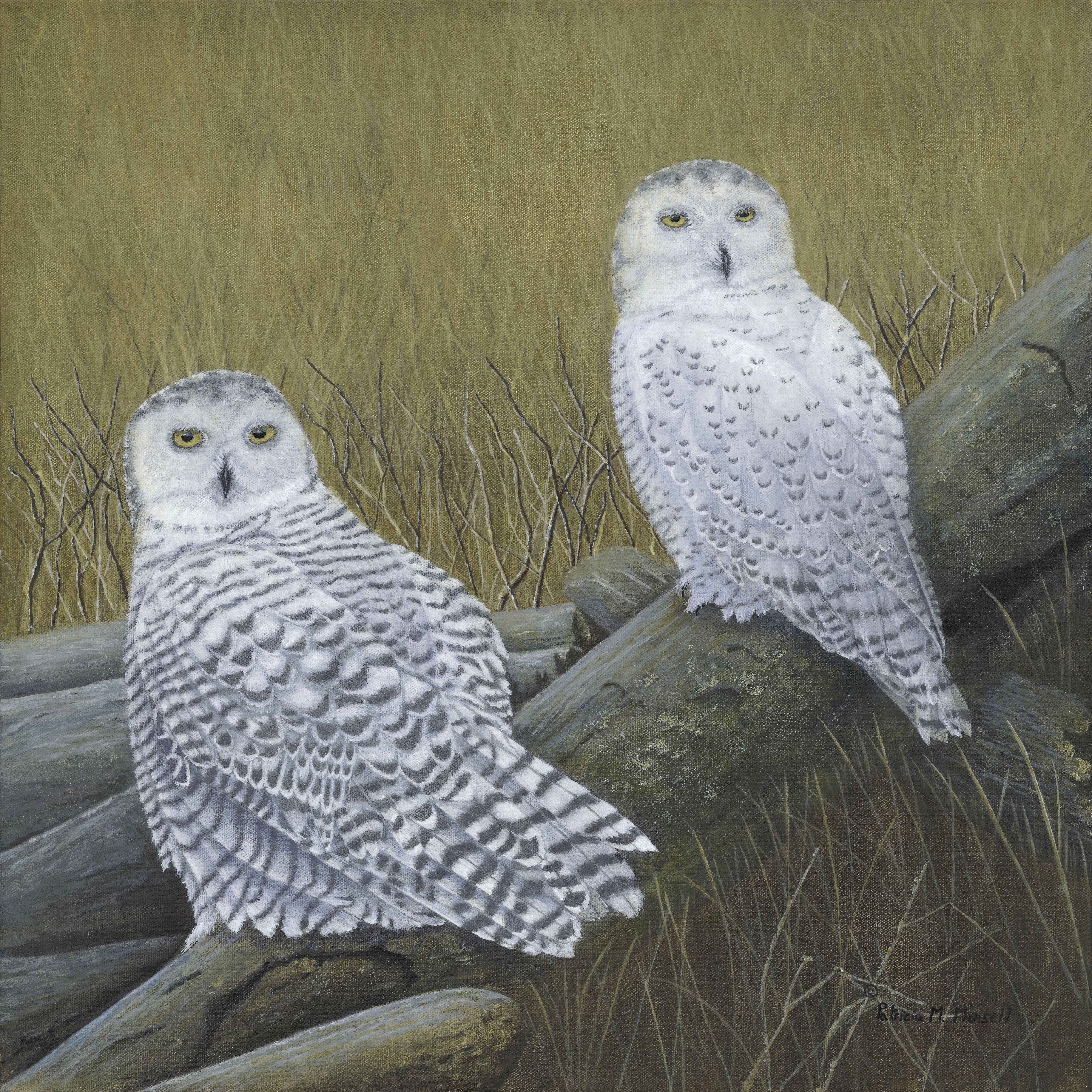 "Visitors from the north to Boundary Bay, Vancouver this young pair of Snowy Owls take a rest before resuming their journey."    Patricia M. Mansell  Artist :: Painting :: Realism :: This piece comes with an official certificate of authenticity