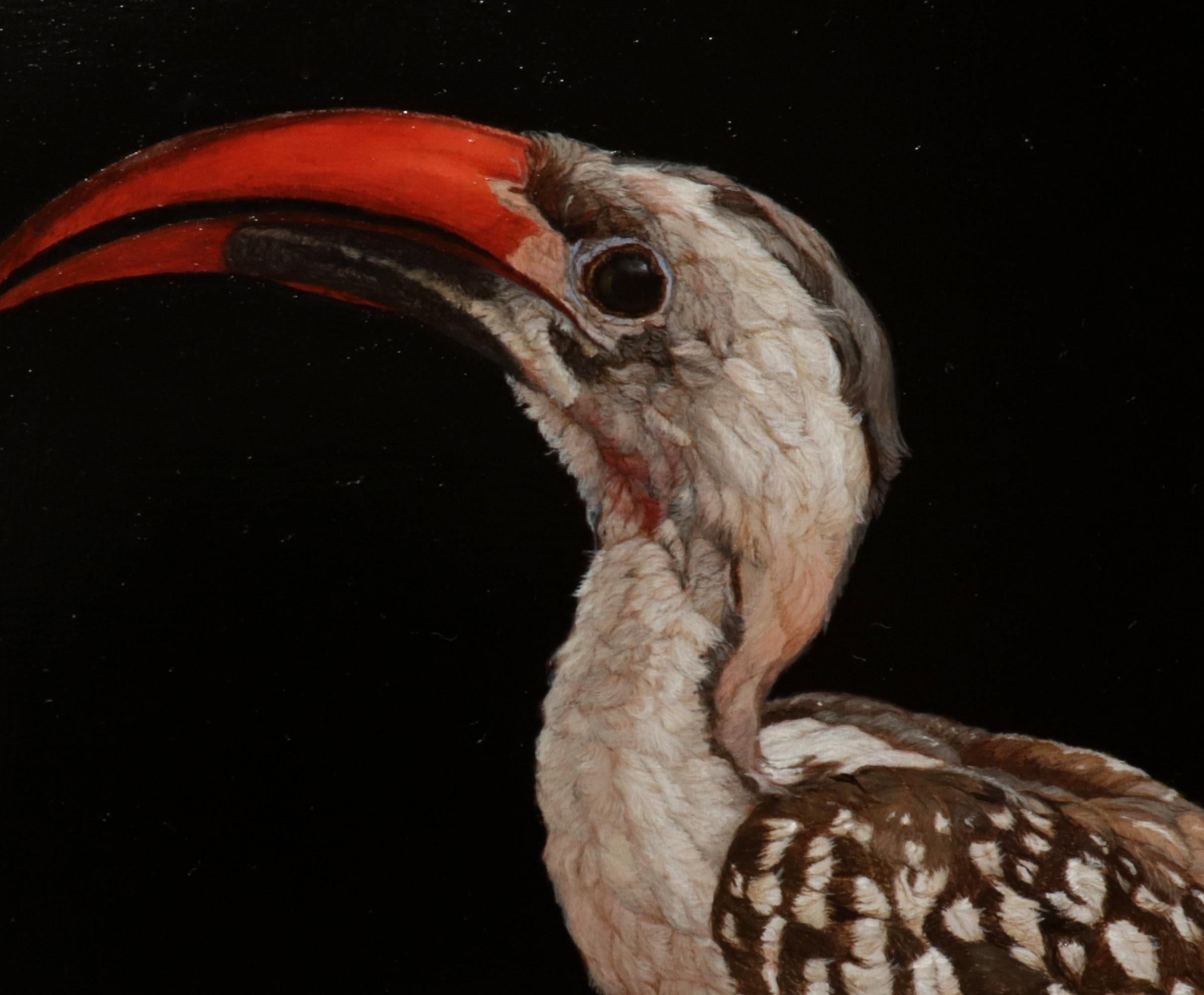 RED-BILLED HORNBILL, photo-realism, still life, vivid detail, exotic bird, red  - Painting by Patricia Traub