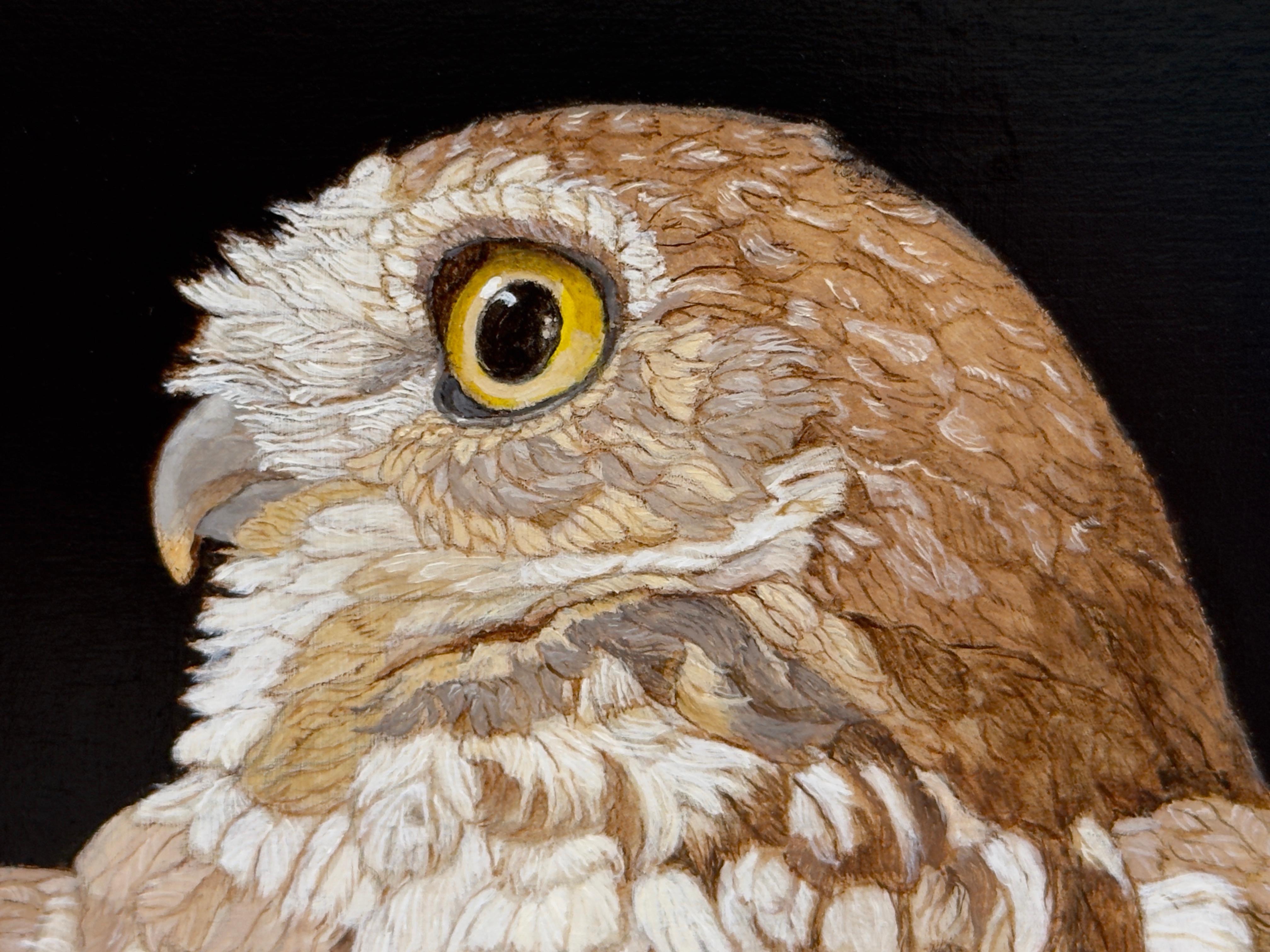 GUFO RISCATTO CON UN TETHER - Animali / Realismo / Conservazione / Arte degli uccelli 4