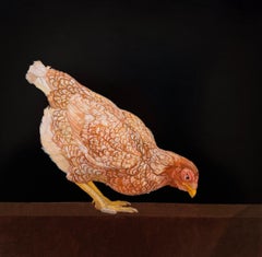 ROAMING FREE ISA PULLET - Art animal / Poulet / Réalisme