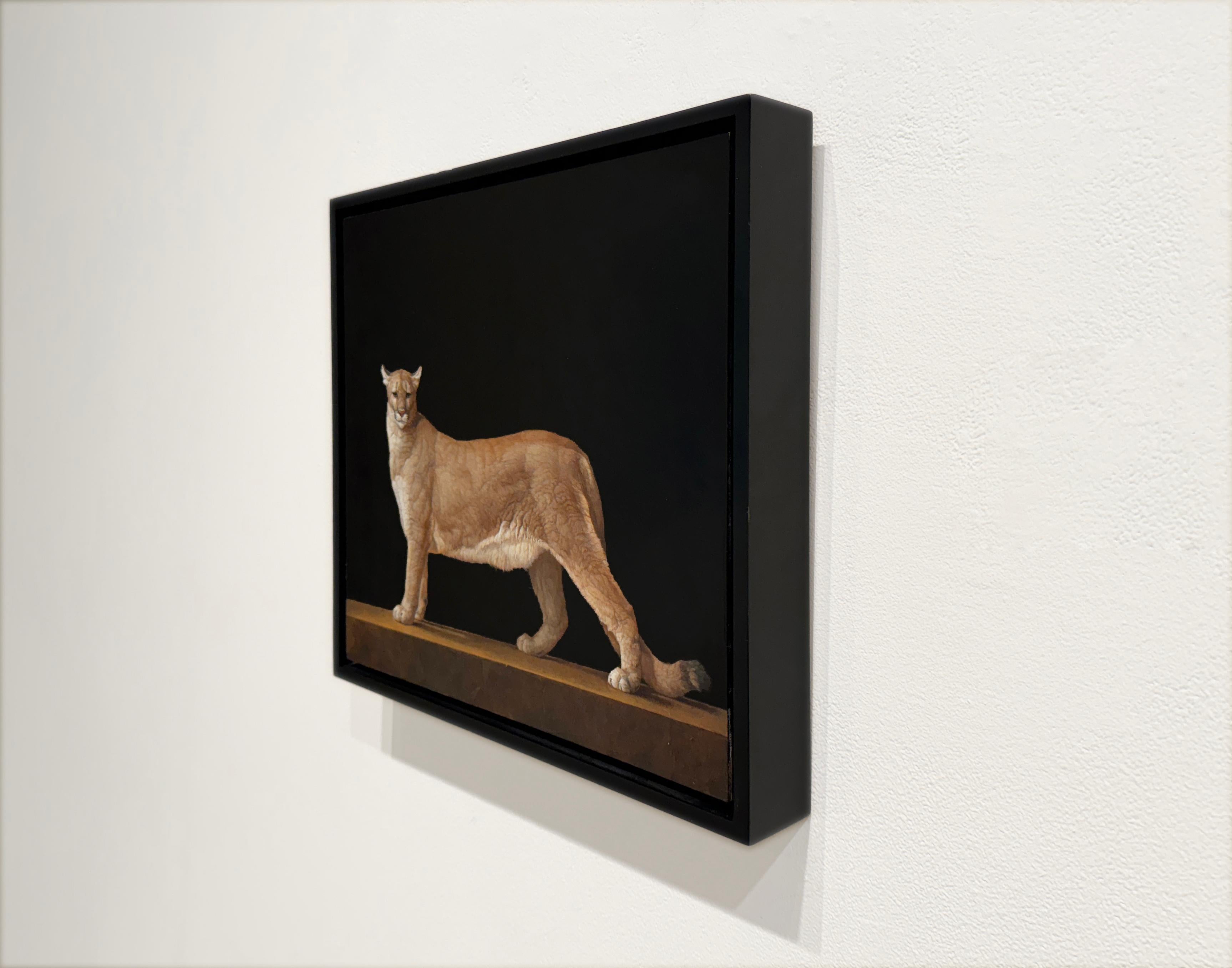 LEÓN DE MONTAÑA SALVADO - Realismo / Animal / Puma - Painting Contemporáneo de Patricia Traub