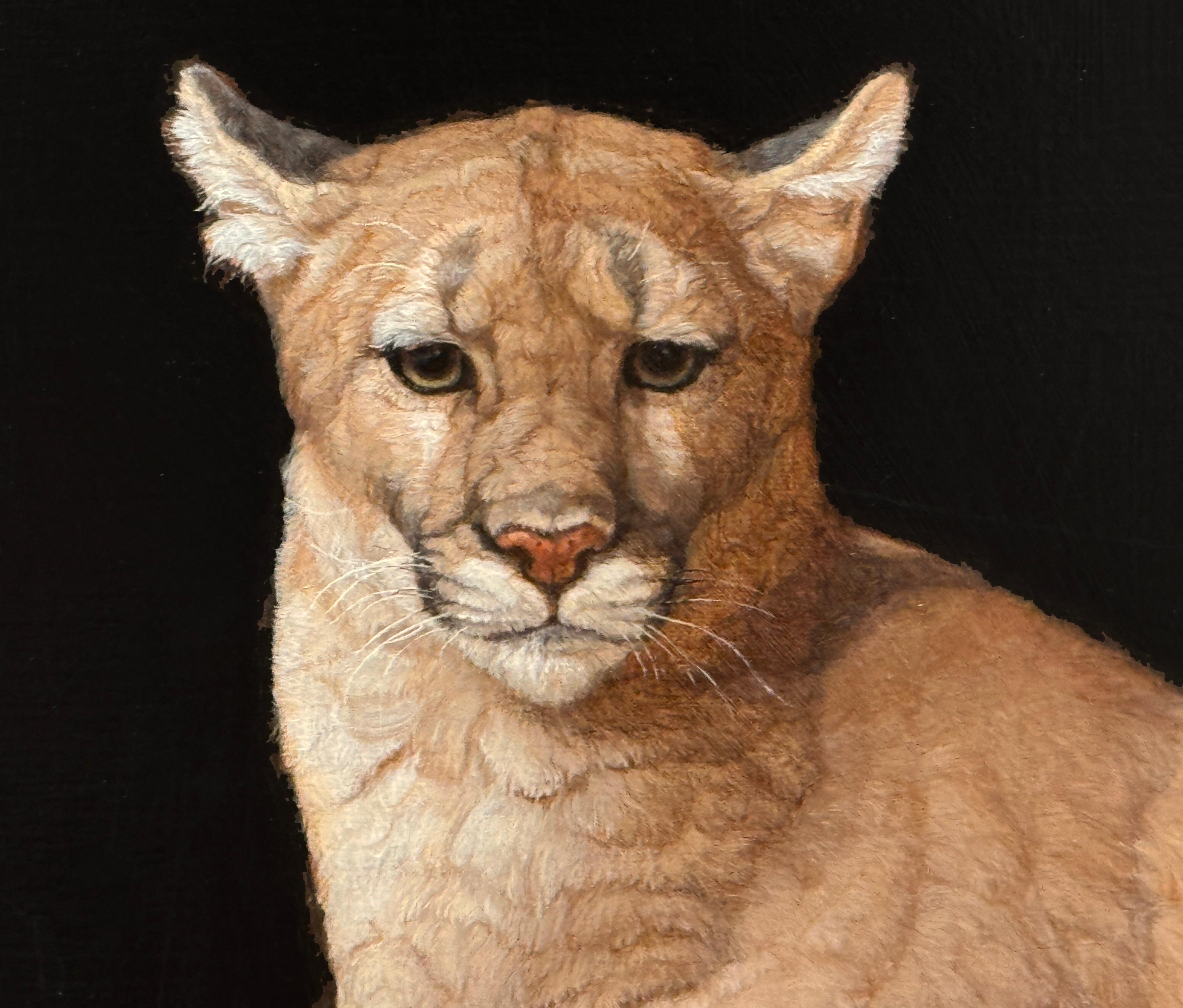 LEÓN DE MONTAÑA SALVADO - Realismo / Animal / Puma 1