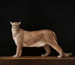 LEÓN DE MONTAÑA SALVADO - Realismo / Animal / Puma