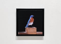 Eastern Blue Bird Giclee Print, Contemporary, Edition of 30, 12x12" (Impression à la giclée de l'oiseau bleu de l'Est, contemporaine, édition de 30 exemplaires)