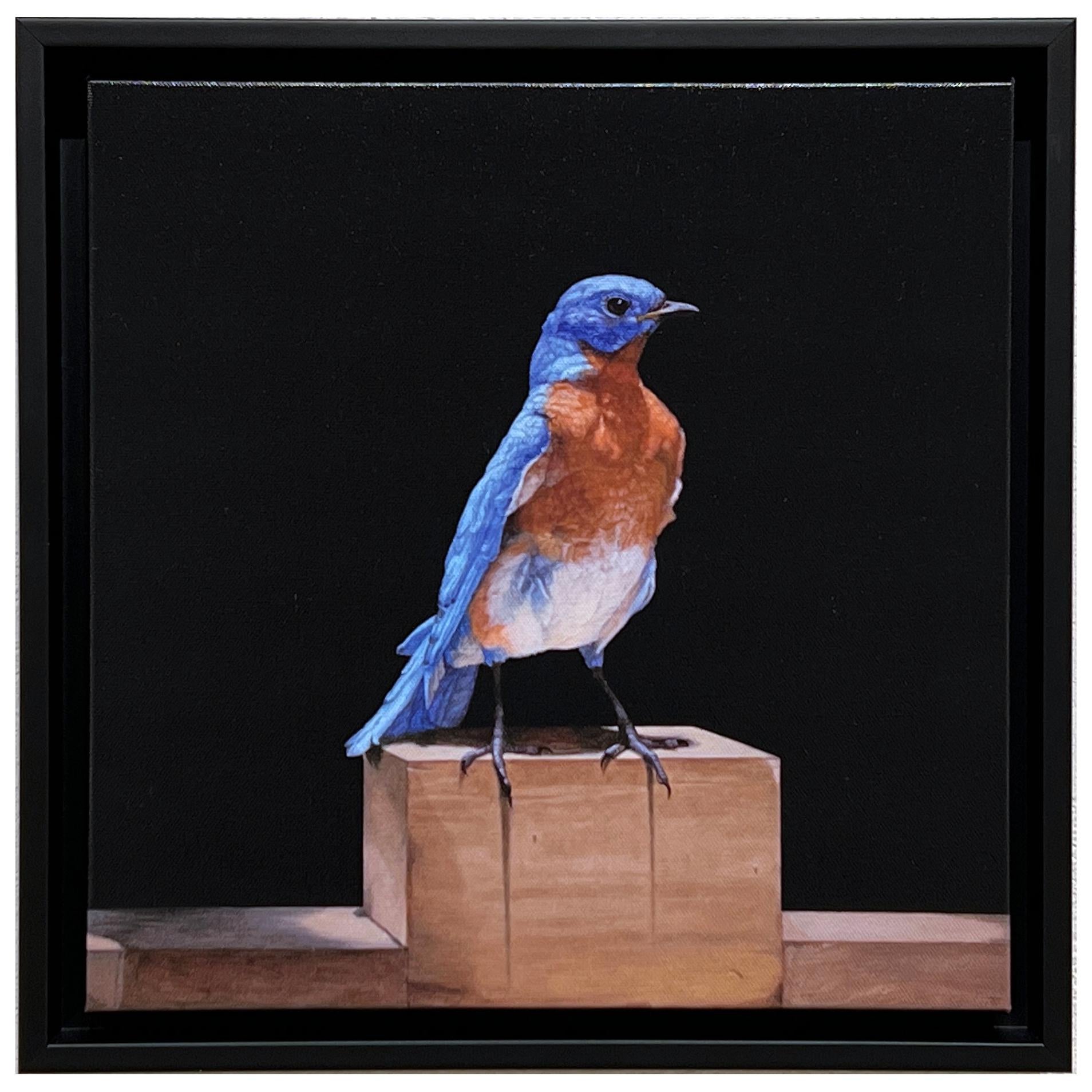 Patricia Traub Animal Print - EASTERN BLUE BIRD - Contemporary / photorealism / animal print