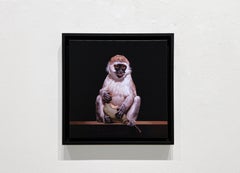Young Vervet Monkey Eating a Baobab Fruit, Giclee Print, Edition of 30