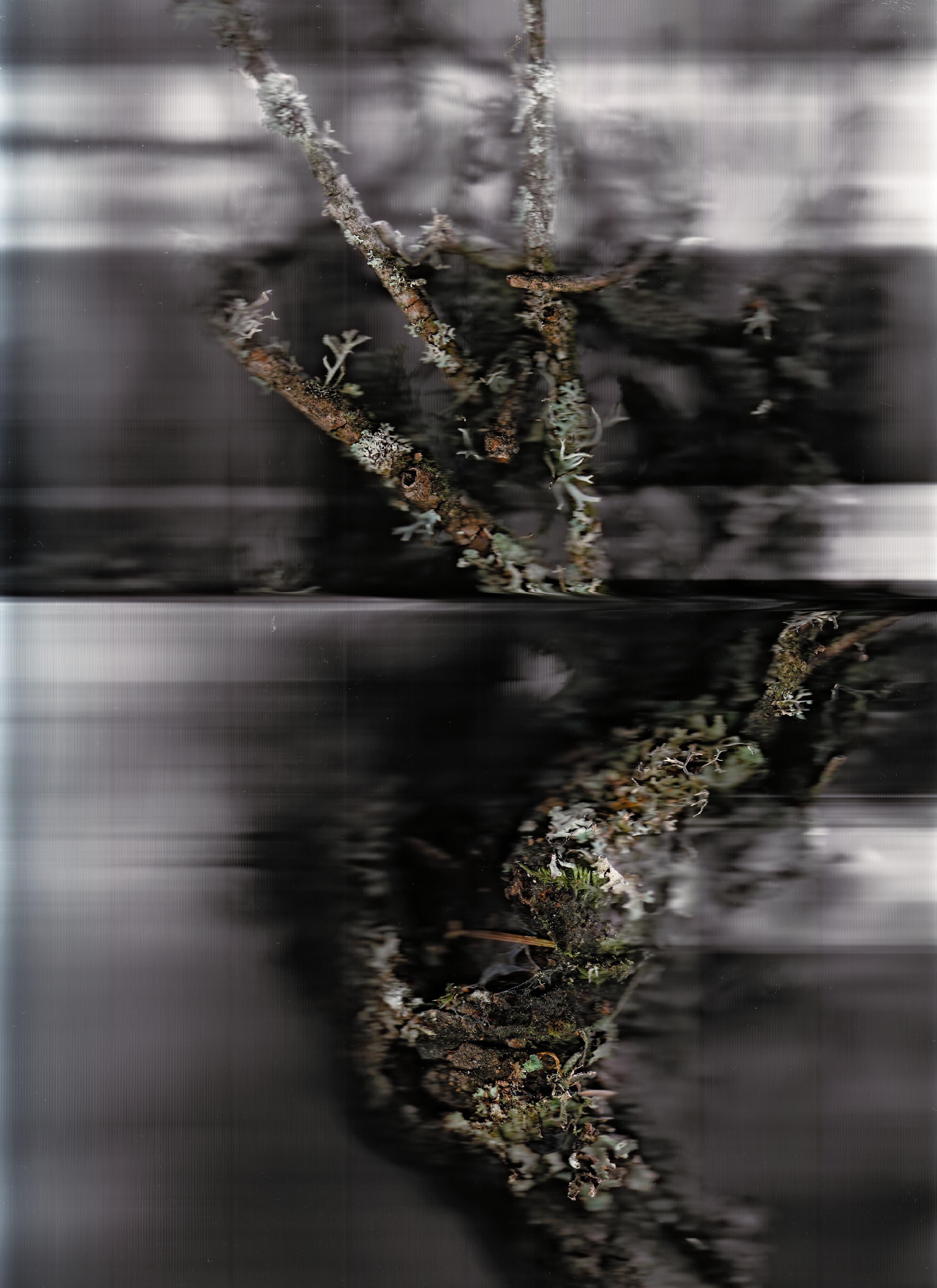 Landscape Photograph di Patrick Beaulieu - Poussières de forêt (Rivelazioni) 1
