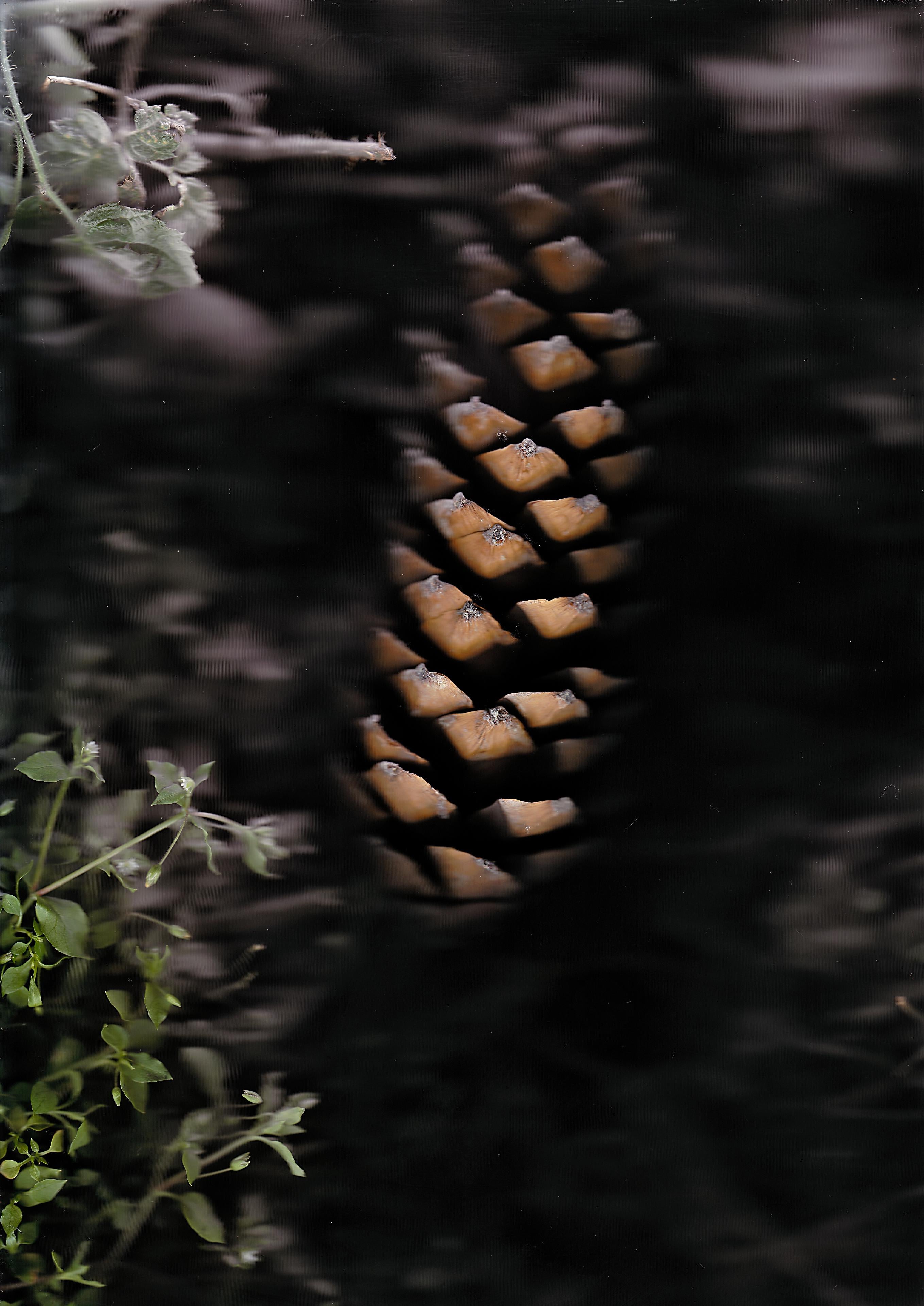 Still-Life Photograph di Patrick Beaulieu - Rivelazioni 8
