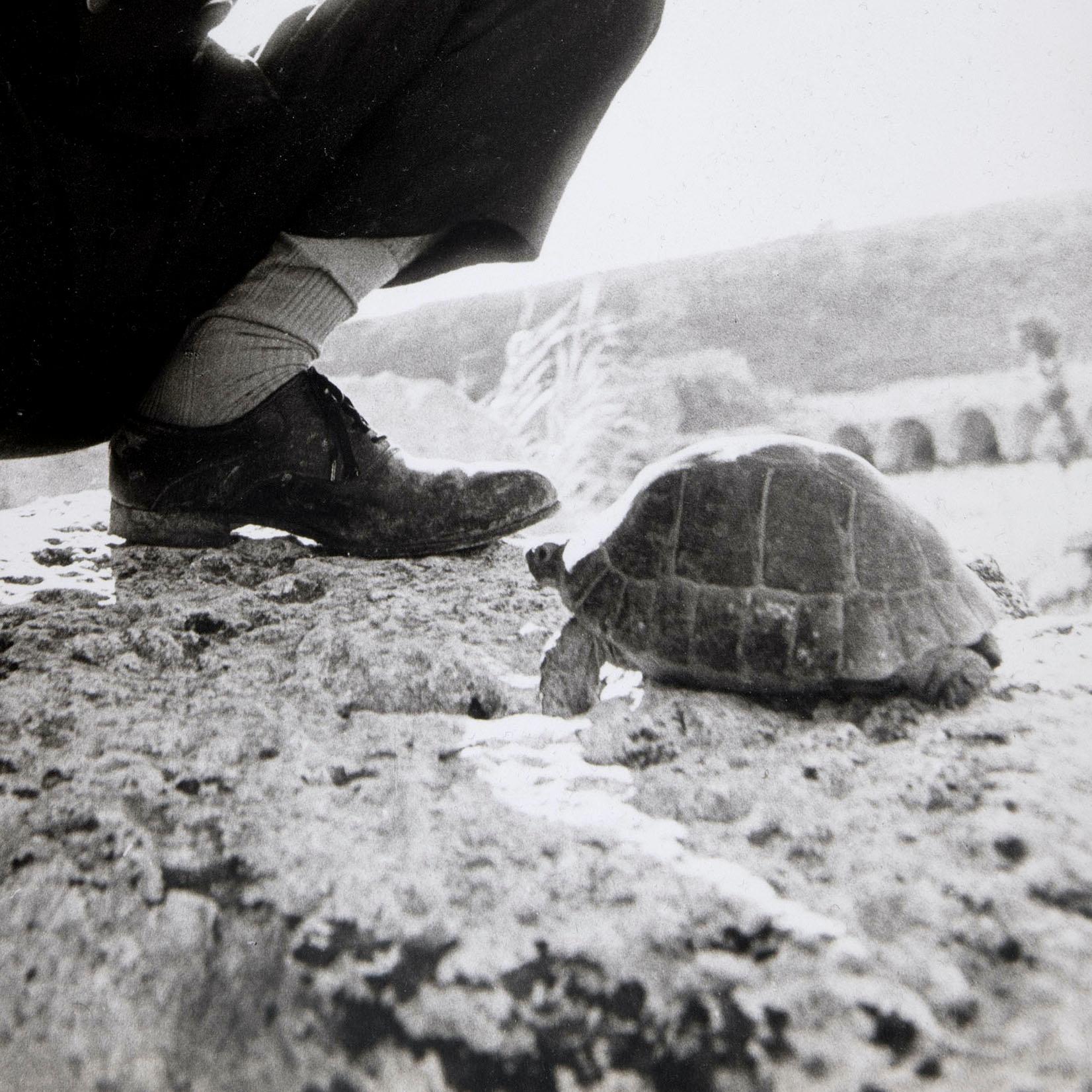 Patrick Lichfield (1939-2005)  
Offiziell Thomas Patrick John Anson, 5. Earl of Lichfield 
Wächter und Schildkröte, ca. 1960
Gelatinesilberdruck
38.2 x 26.5 cm.

Provenienz:
Patrick Lichfield, der an Hugh Myddelton Biddulph verschenkt wurde