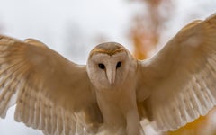 Hibou d'automne, photographie, toile ( tendue)