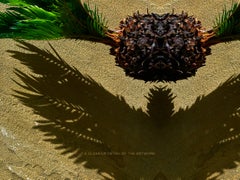 Cycad Baby fine art photograph by Patrick Steel ideal for contemporary spaces