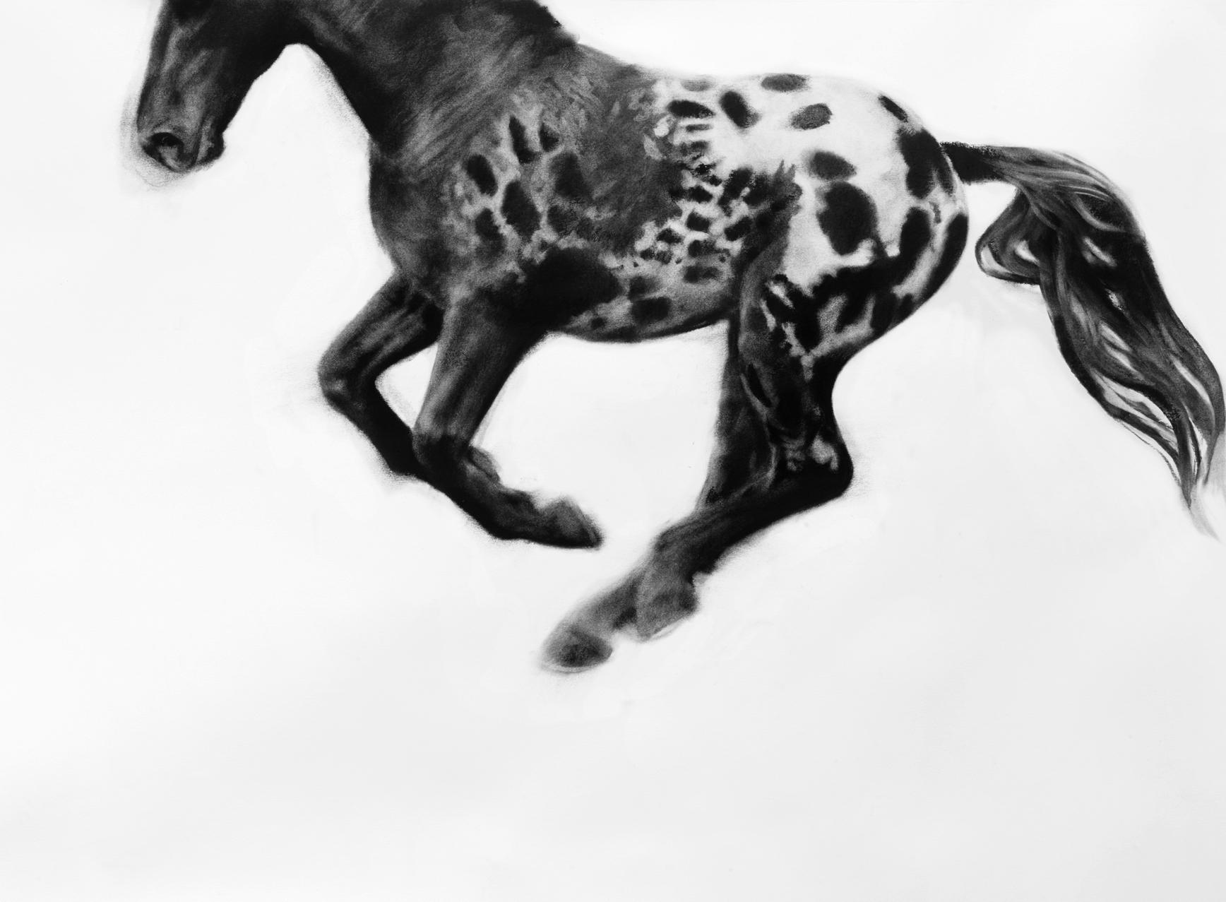 Hocus Focus, dynamic realistic Horse drawing, charcoal on paper - Painting by Patsy McArthur