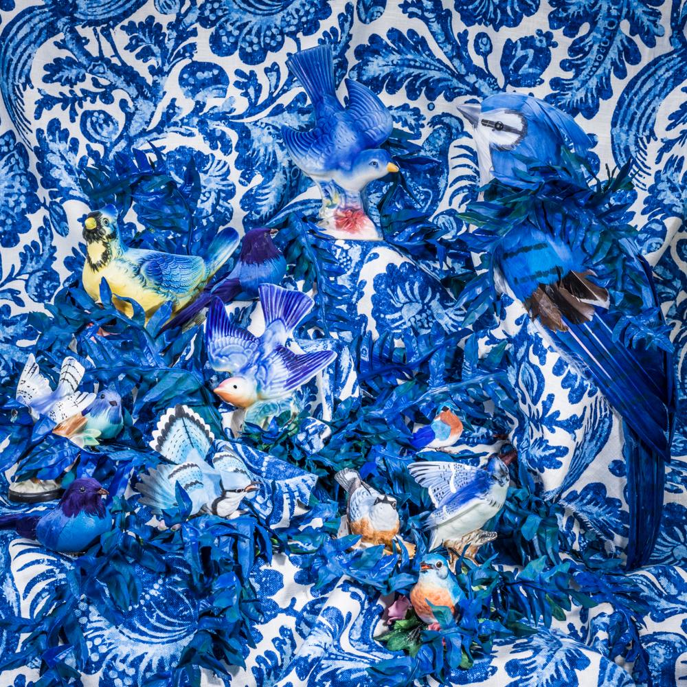 Figurative Photograph Patty Carroll - Oiseaux bleu et bleu