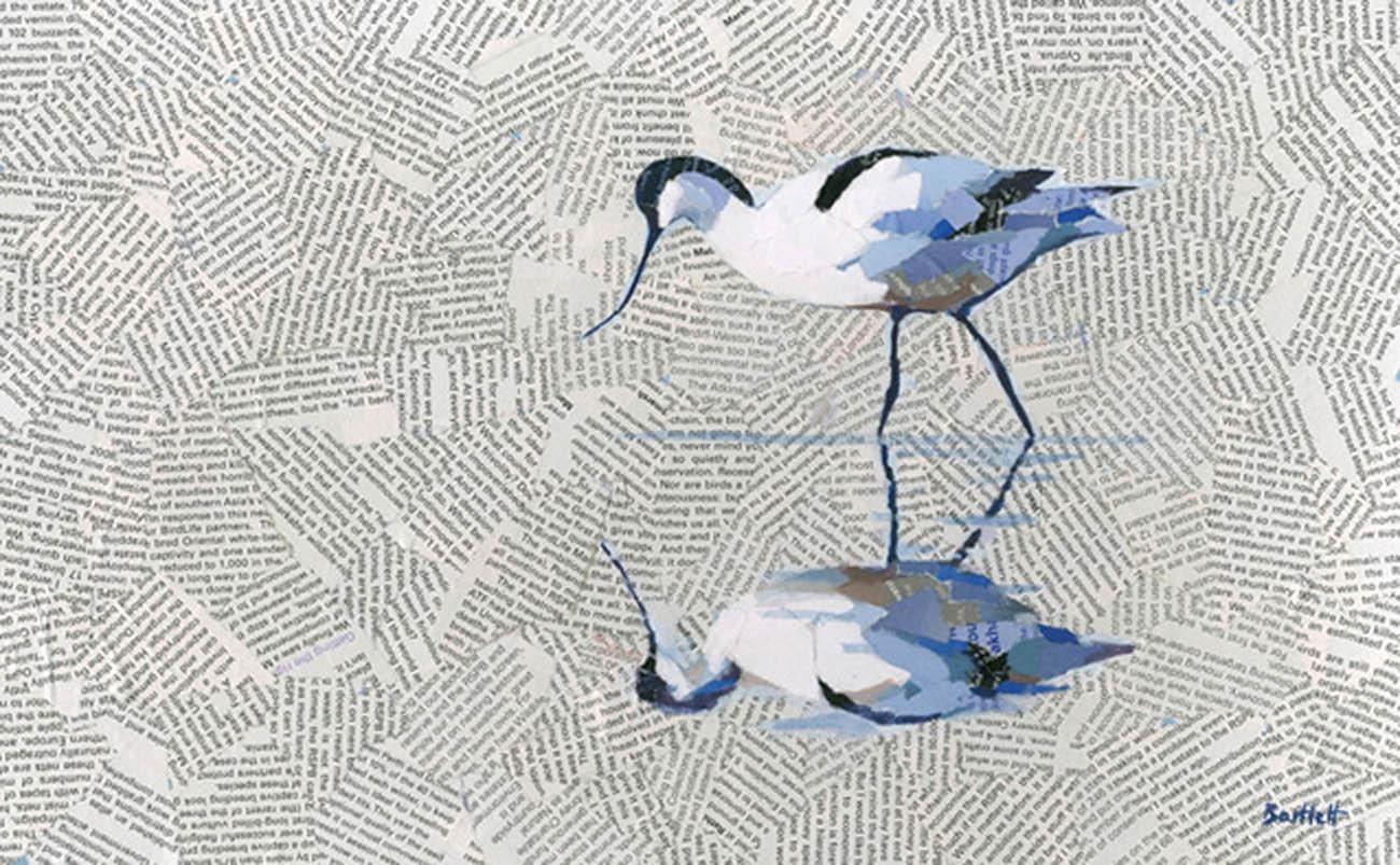 Reflective Avocet by Paul Bartlett, Bird Art, Animal Art, Limited Edition Print