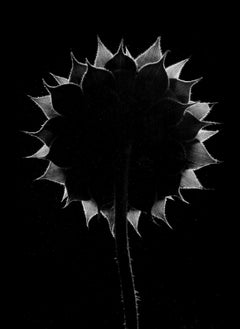 Vintage Backlit Sunflower, 1965