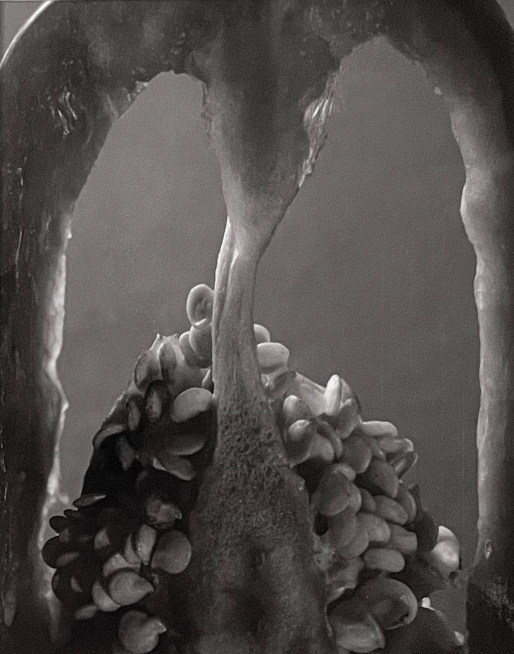 Still-Life Photograph Paul Caponigro - Section de la croix de poivre cloche, Winthrop, MA, 1964