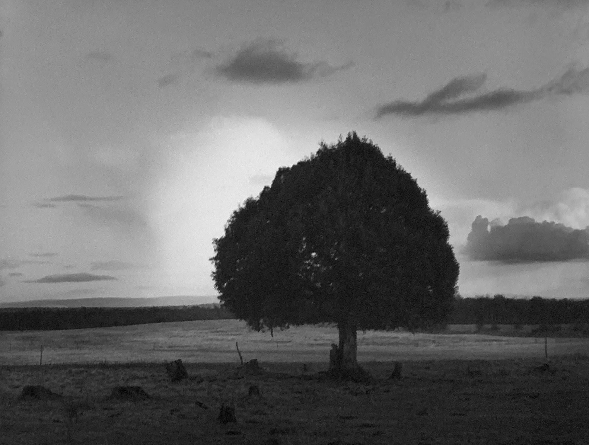 Paul Caponigro Landscape Photograph - Cloud and Tree, Clonfert Co., Galway, Ireland