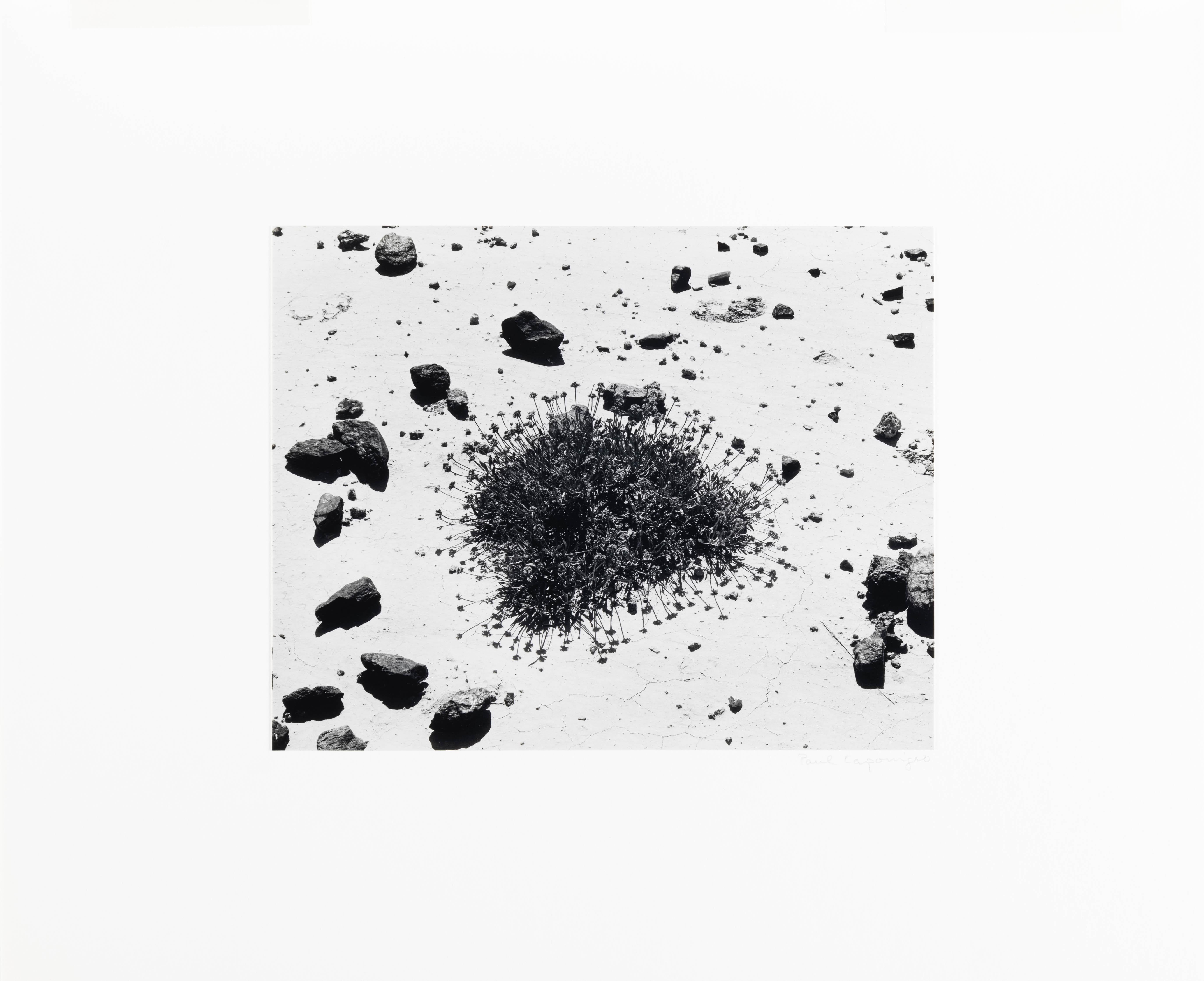 Wüstenpflanzgefäß, Badlands, South Dakota (Abstrakt), Photograph, von Paul Caponigro