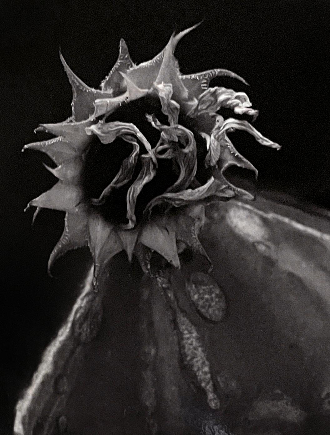 Paul Caponigro Still-Life Photograph – Getrocknete Sonnenblumen, Winthrop MA