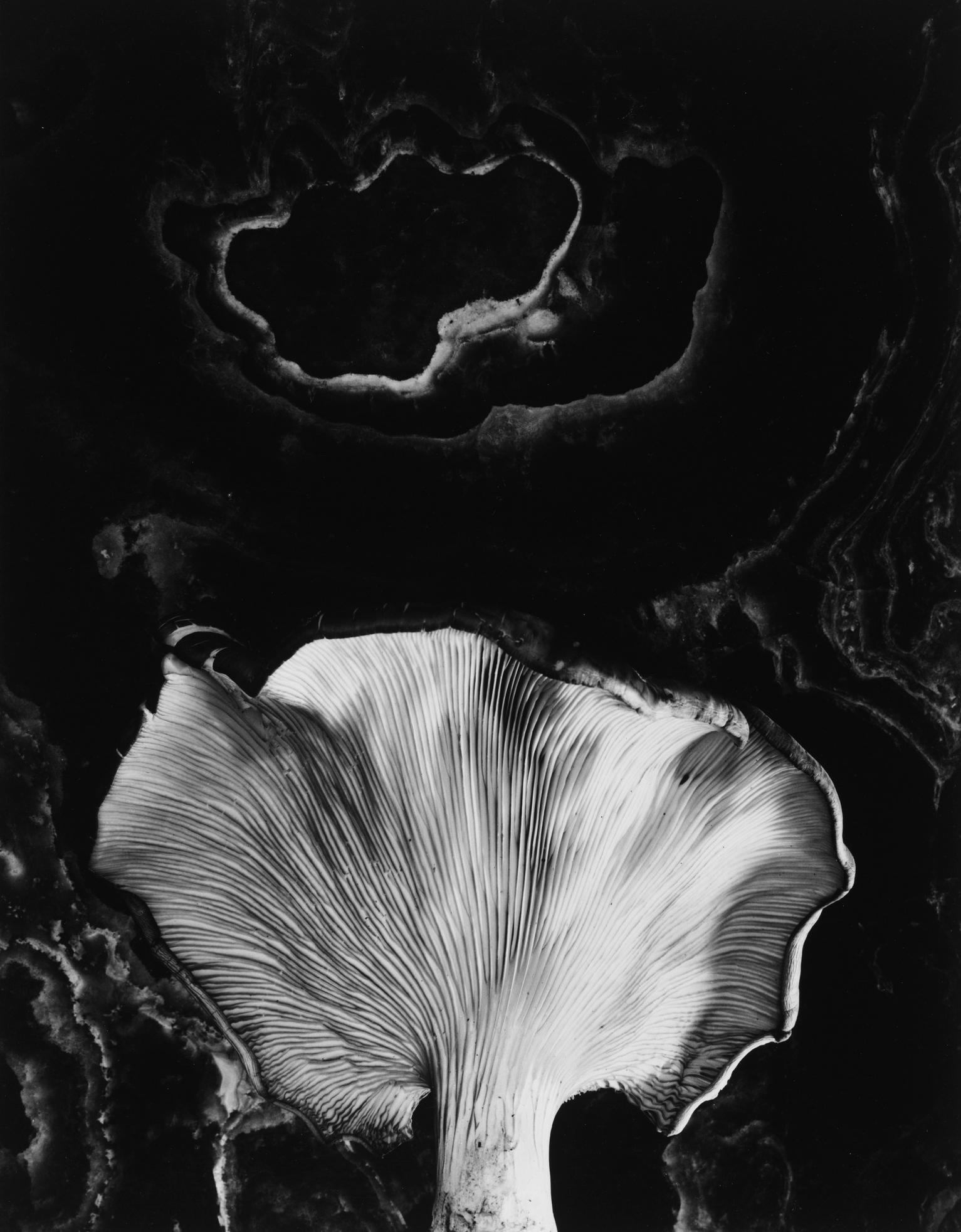 Paul Caponigro Black and White Photograph - Fungus, Ipswich, MA
