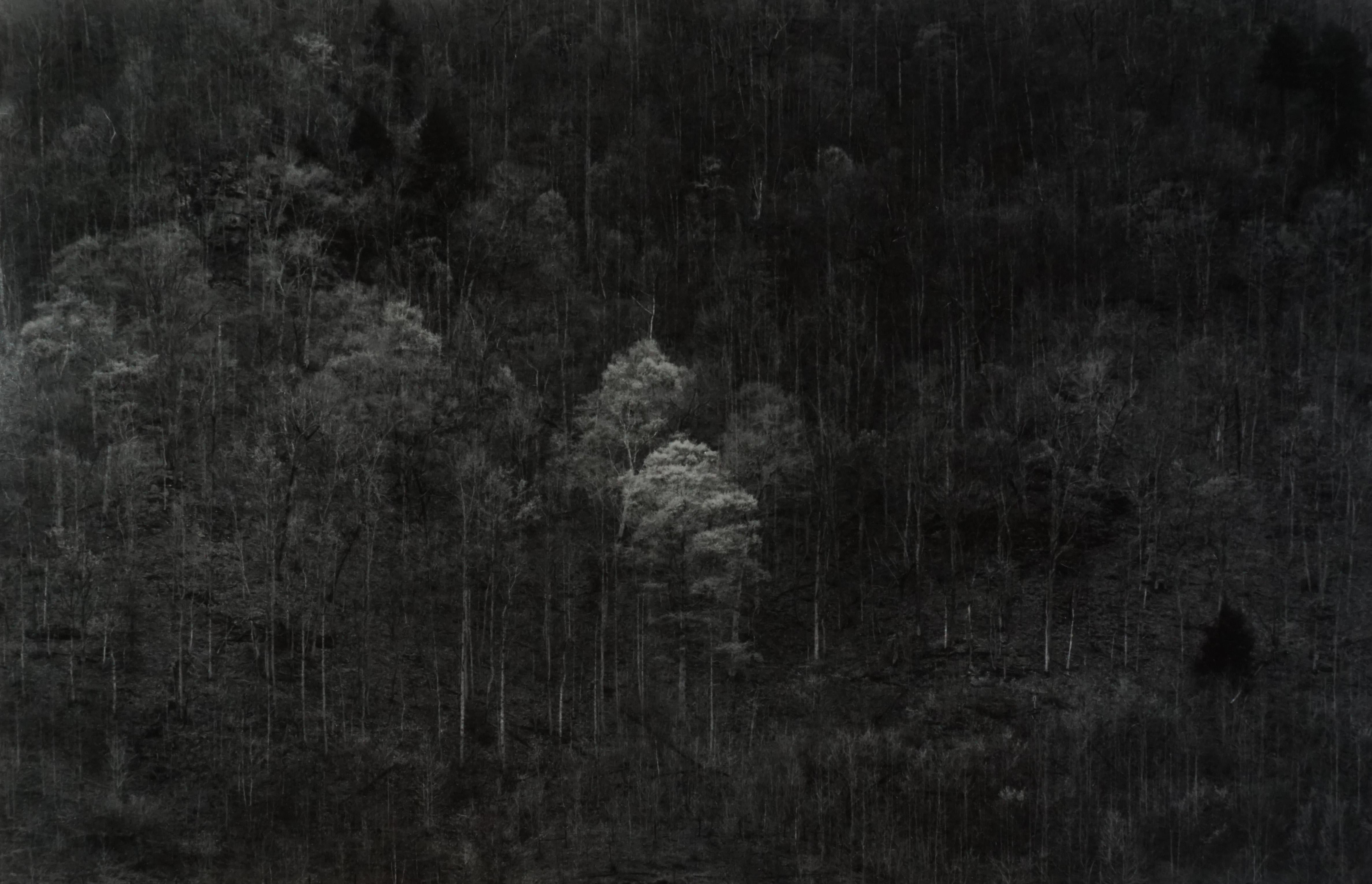 Kentucky Trees, 1965