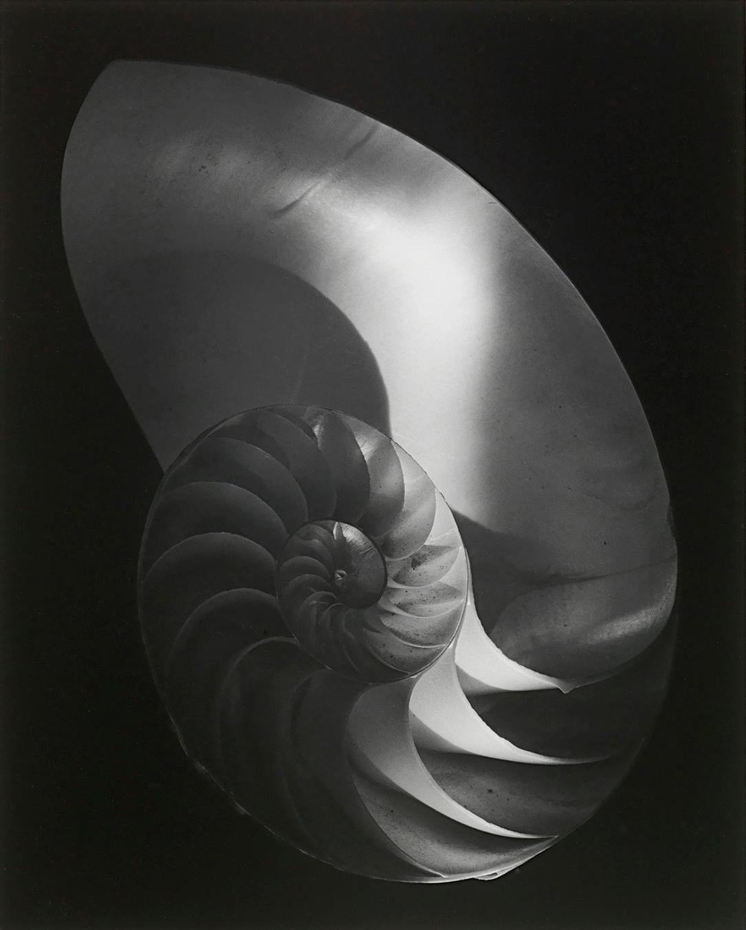 Paul Caponigro Still-Life Photograph - Nautilus Shell, Ipswich, MA 1960