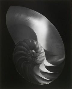 Nautilus Shell, Ipswich, MA 1960