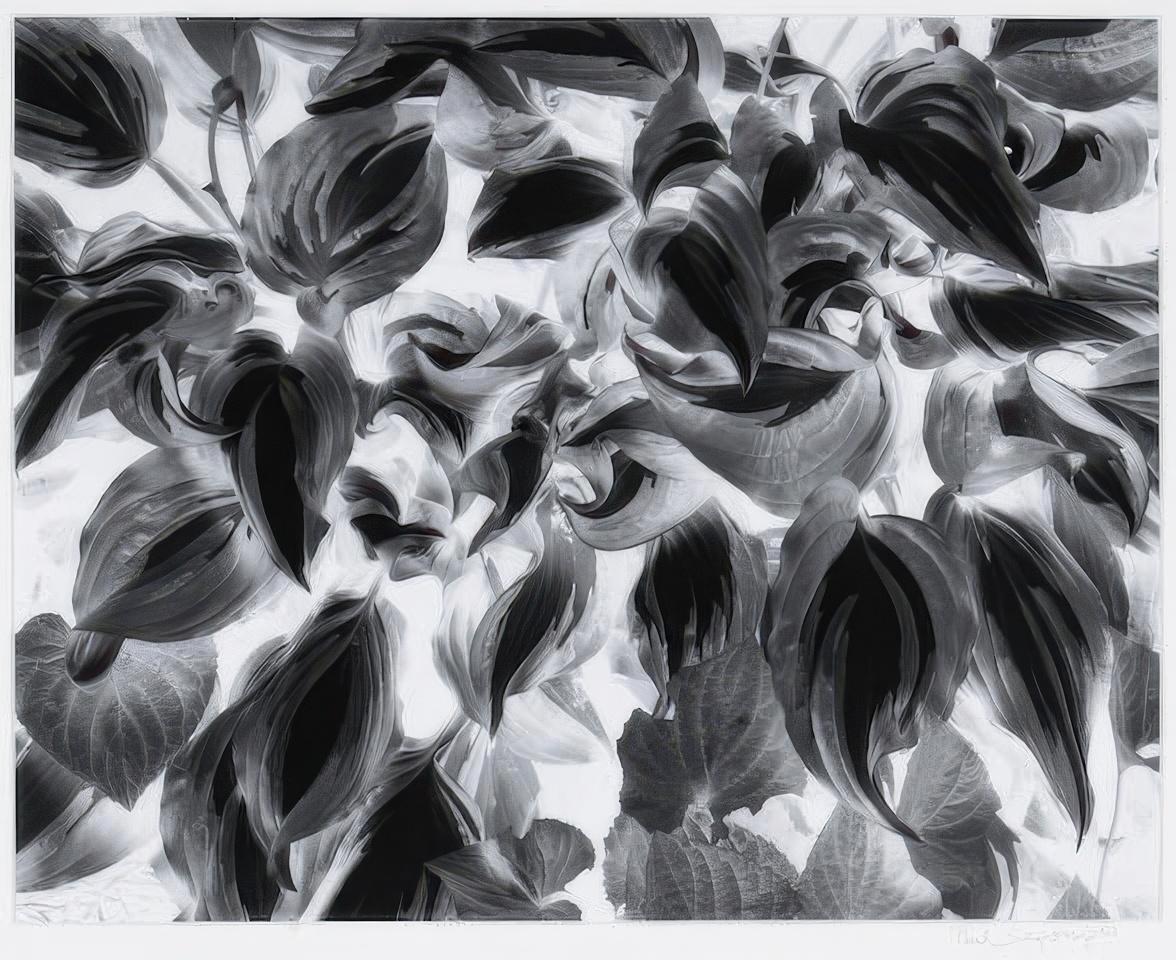 Negative Print, Brewster, NY, 1963
