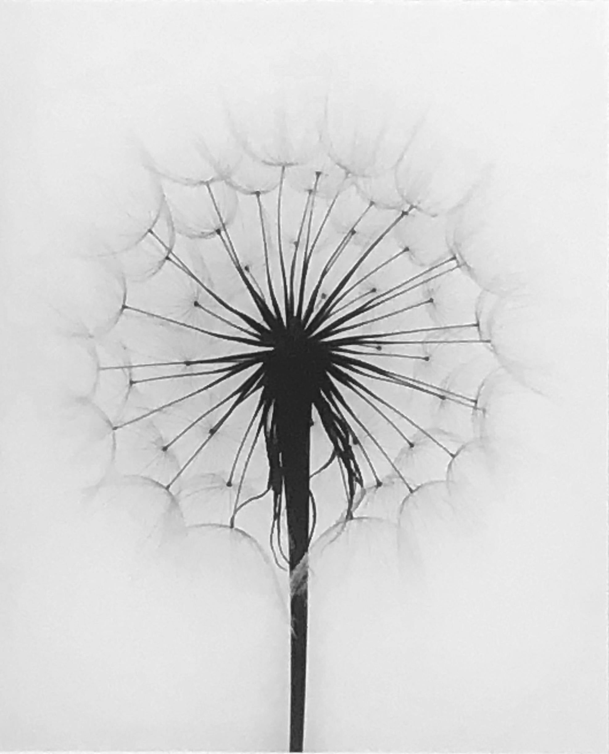 Paul Caponigro, Scots Thistle, Rochester, NY, 12.75 x 10.5", silver gelatin print. Signed, titled and dated on mount recto. Excellent condition