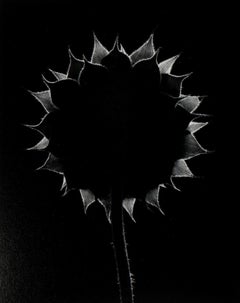 Paul Caponigro, Sunflower, Winthrop, Massachusetts, 1965, gelatin silver print.