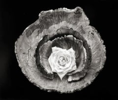 Rose Bowl, Still Life, Cushing ME, 2002