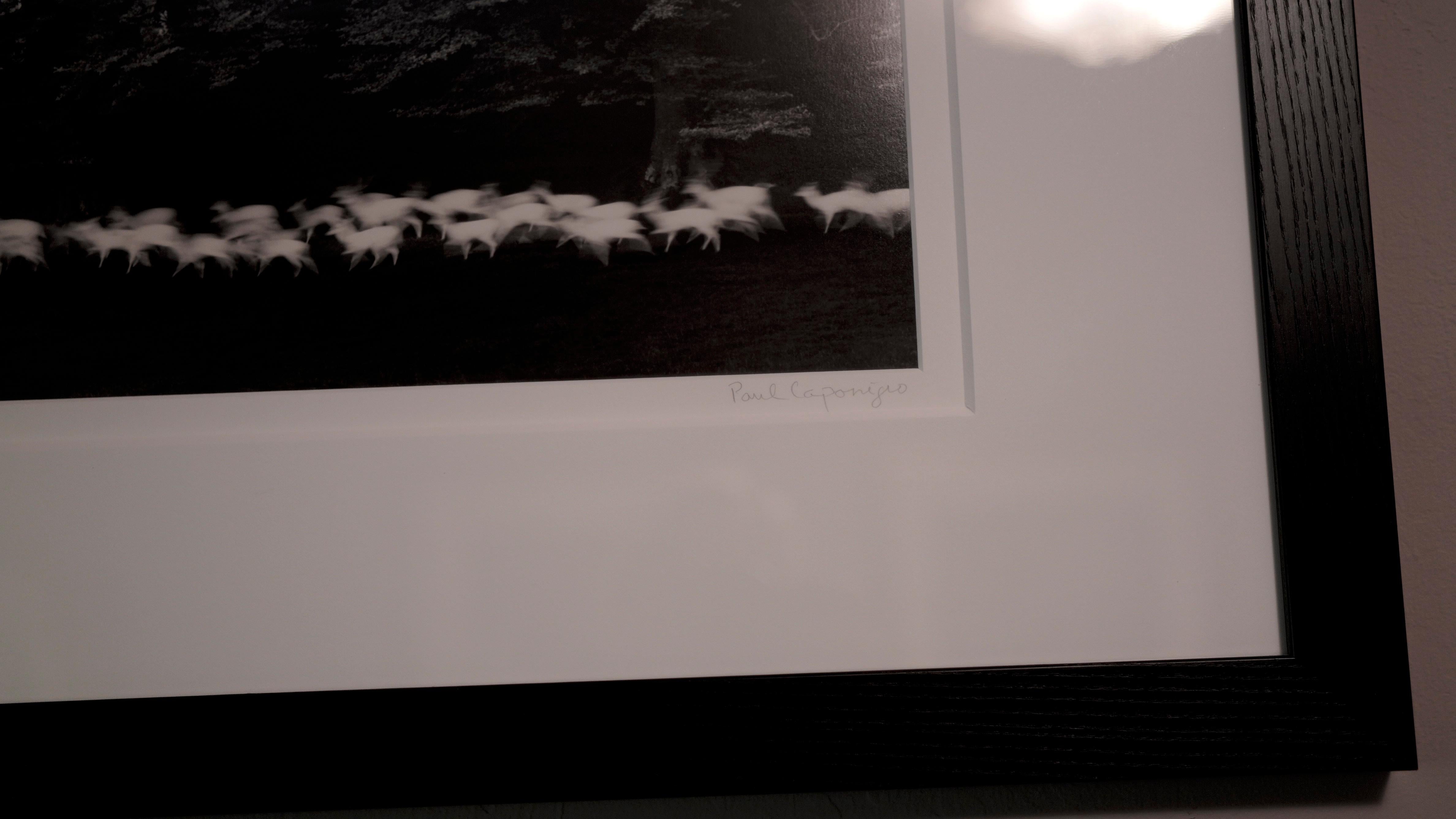 Corsa del cervo bianco - Photograph di Paul Caponigro